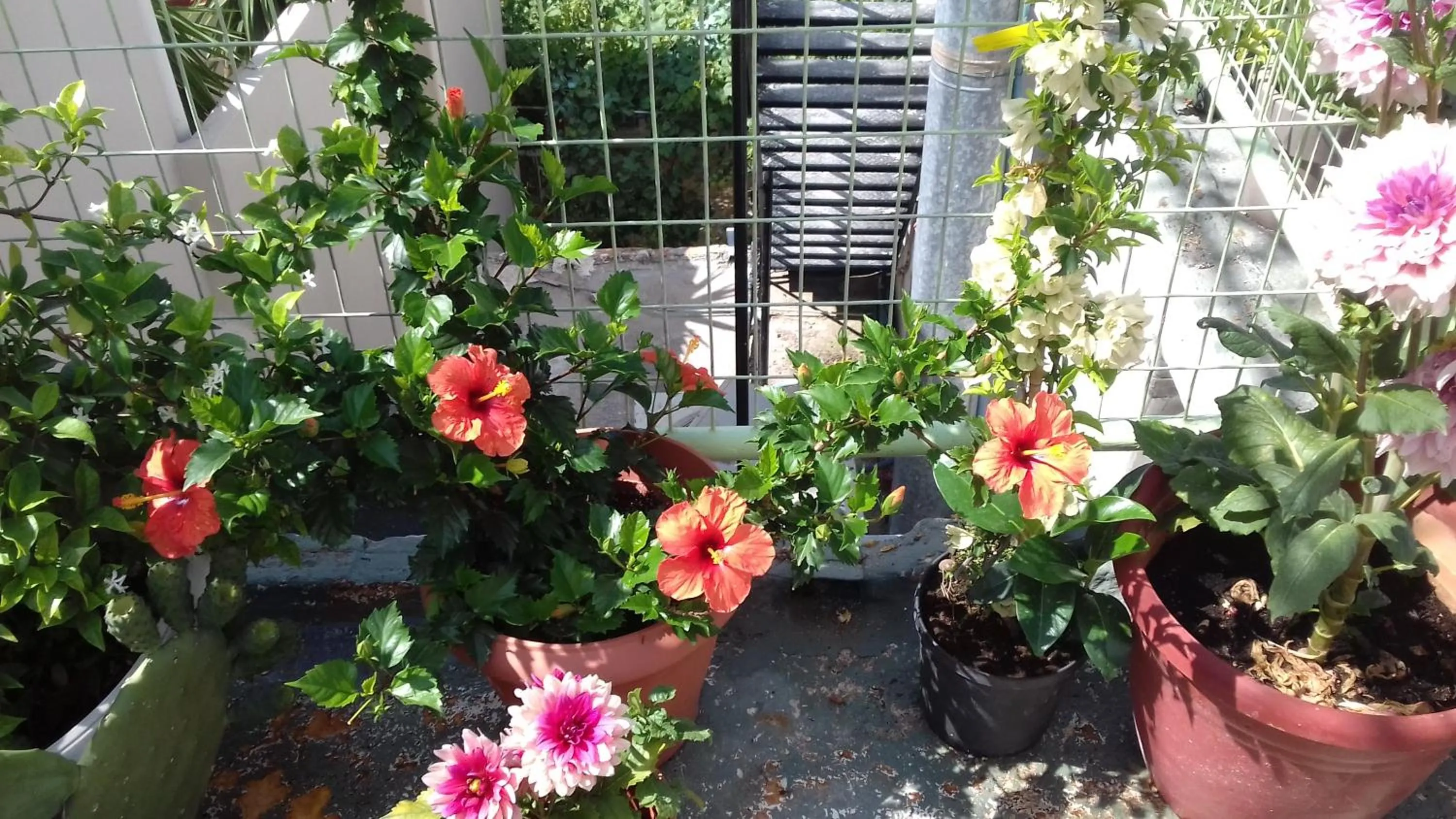 Garden in Parthenon Hotel