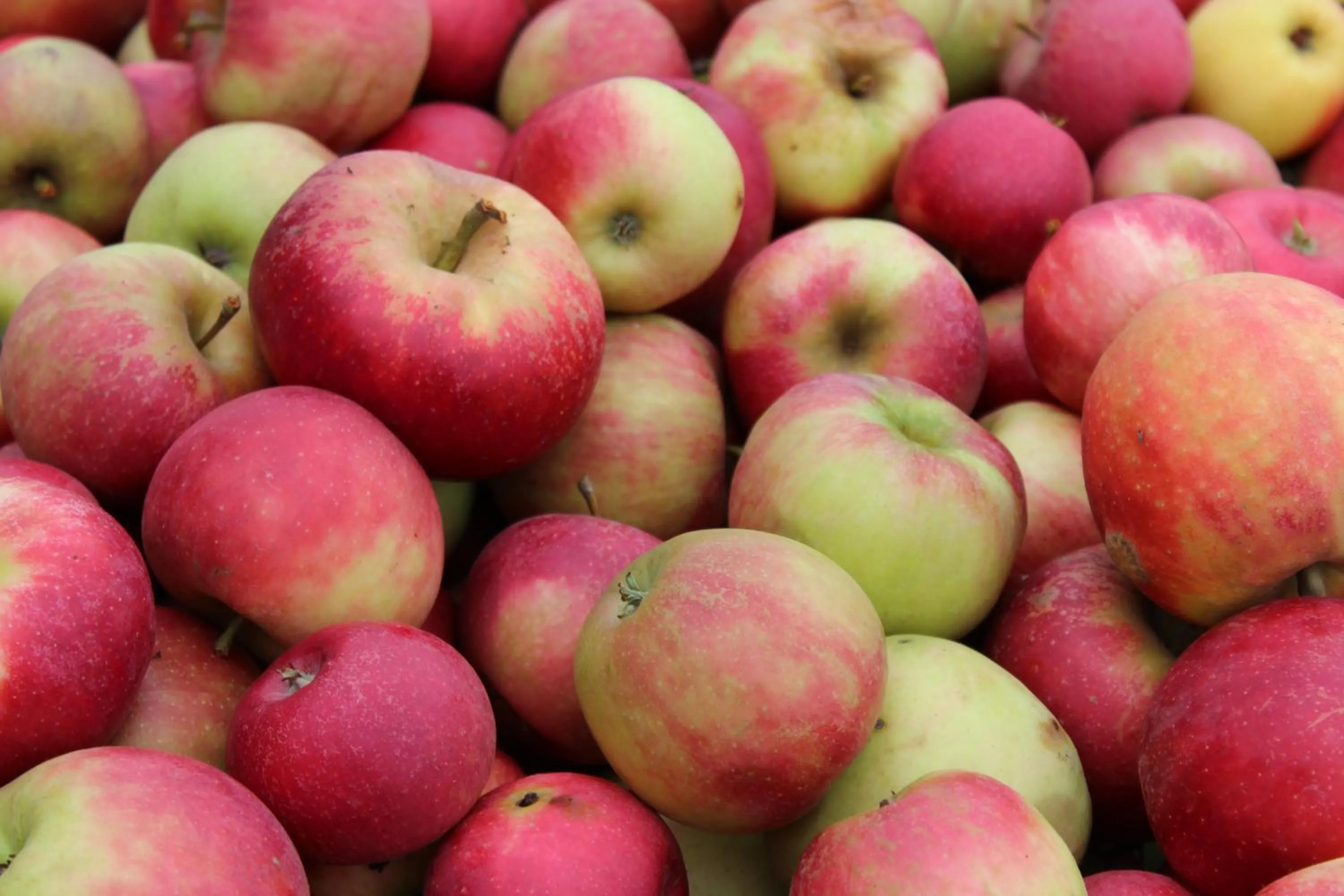 Food close-up in Landhotel Schellenberg