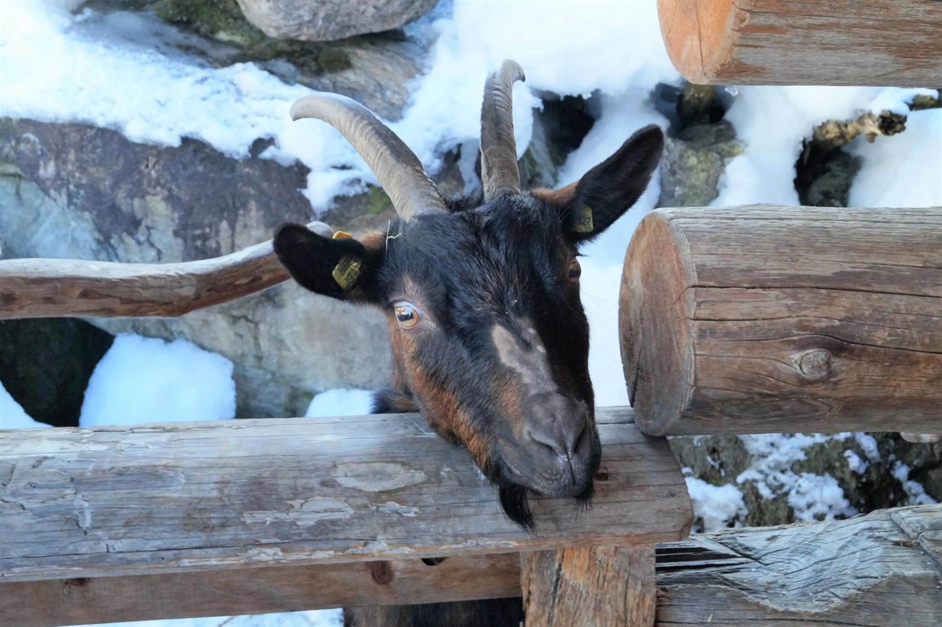 Sieglhub Chalets - Appartements - Hotel