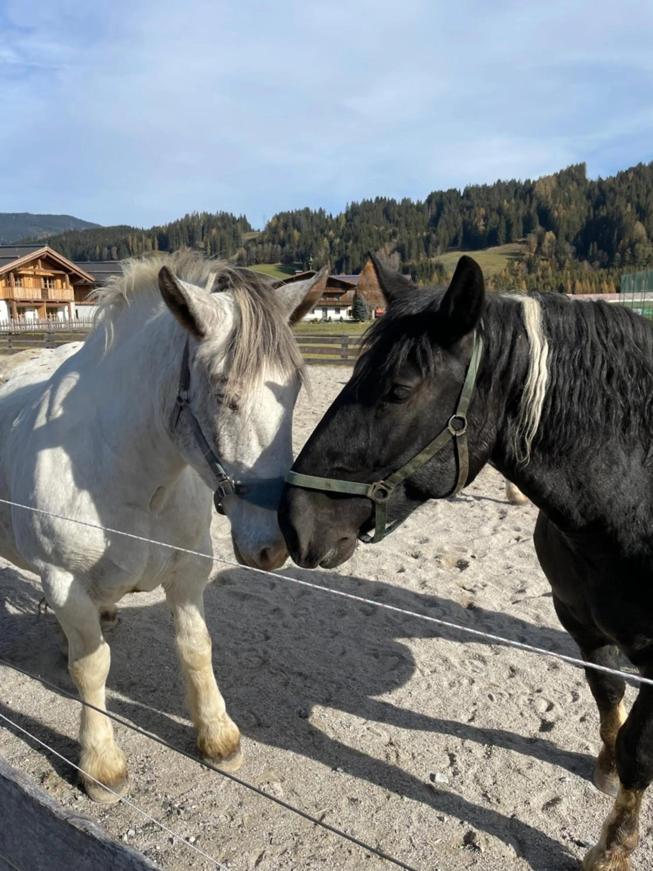Animals in Sieglhub Chalets - Appartements - Hotel