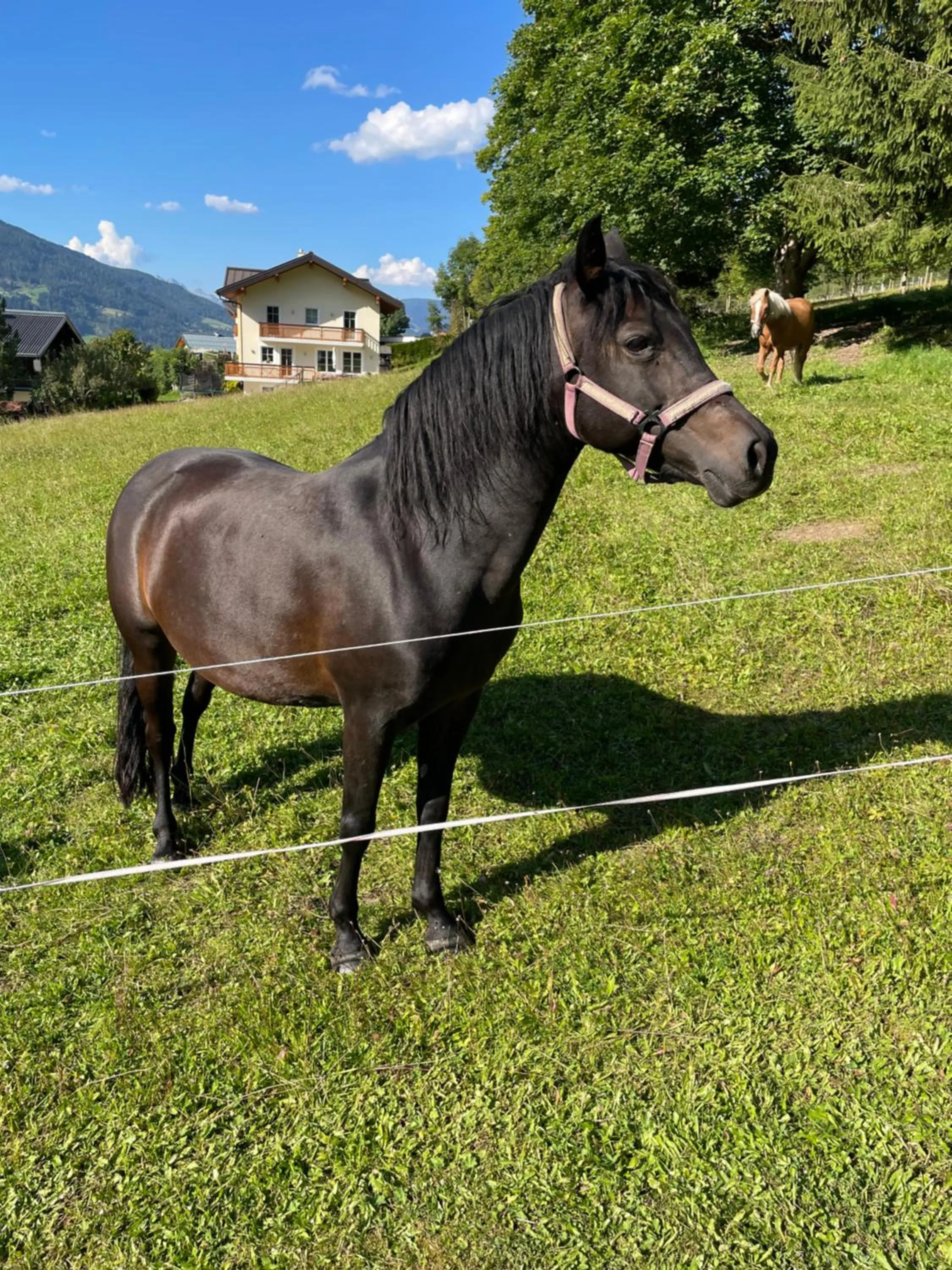 Animals in Sieglhub Chalets - Appartements - Hotel