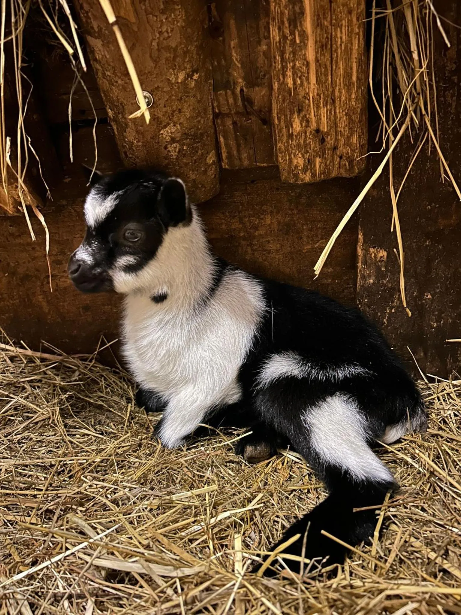 Sieglhub Chalets - Appartements - Hotel