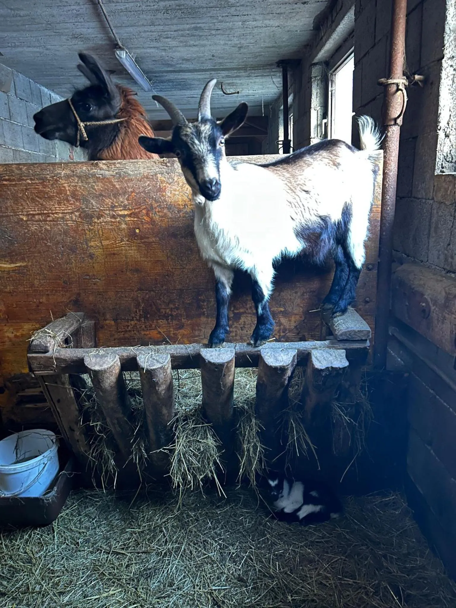 Sieglhub Chalets - Appartements - Hotel