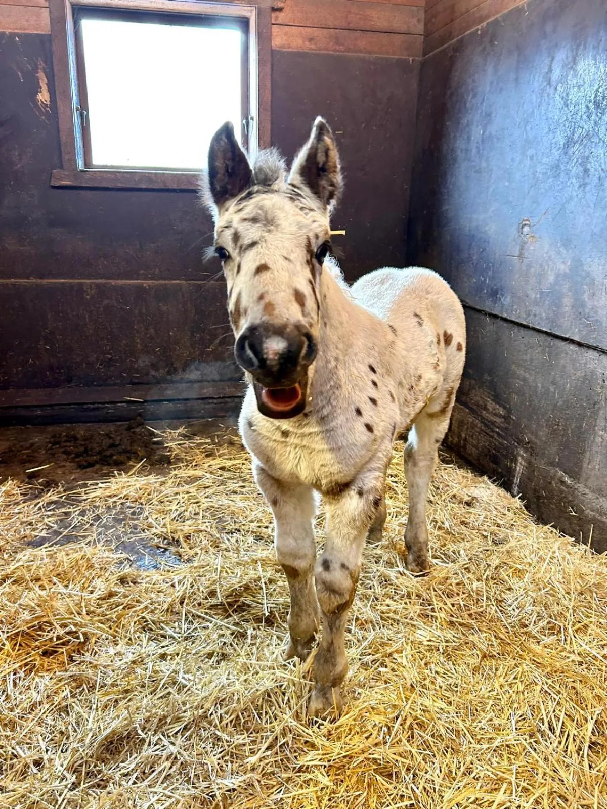 Animals in Sieglhub Chalets - Appartements - Hotel