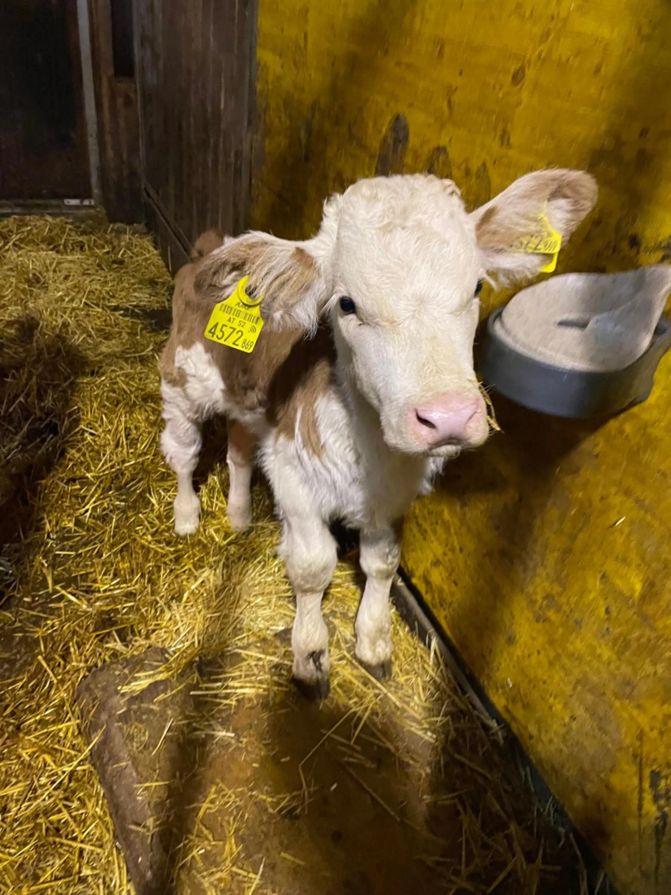 Animals in Sieglhub Chalets - Appartements - Hotel