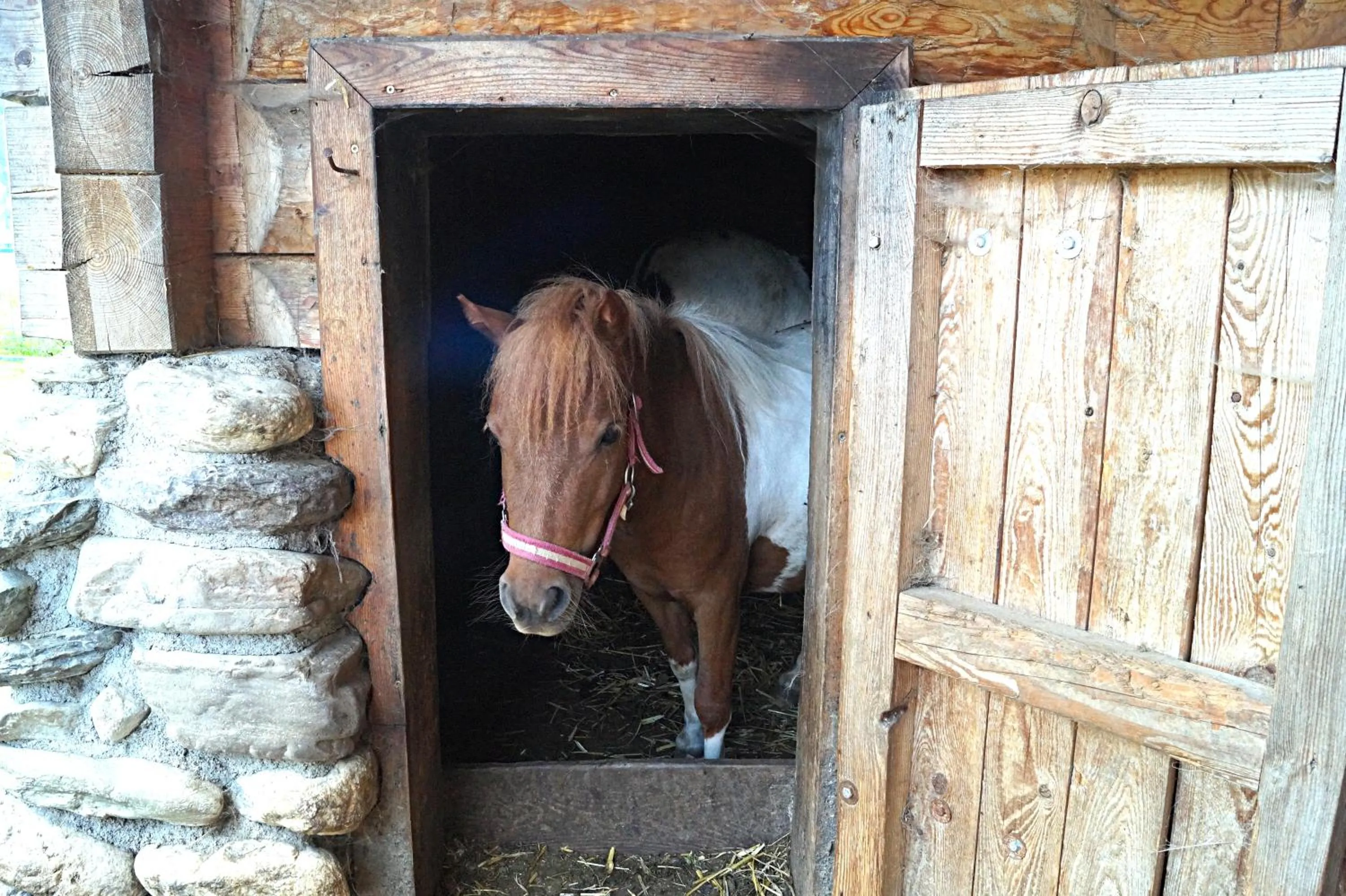 Animals in Sieglhub Chalets - Appartements - Hotel