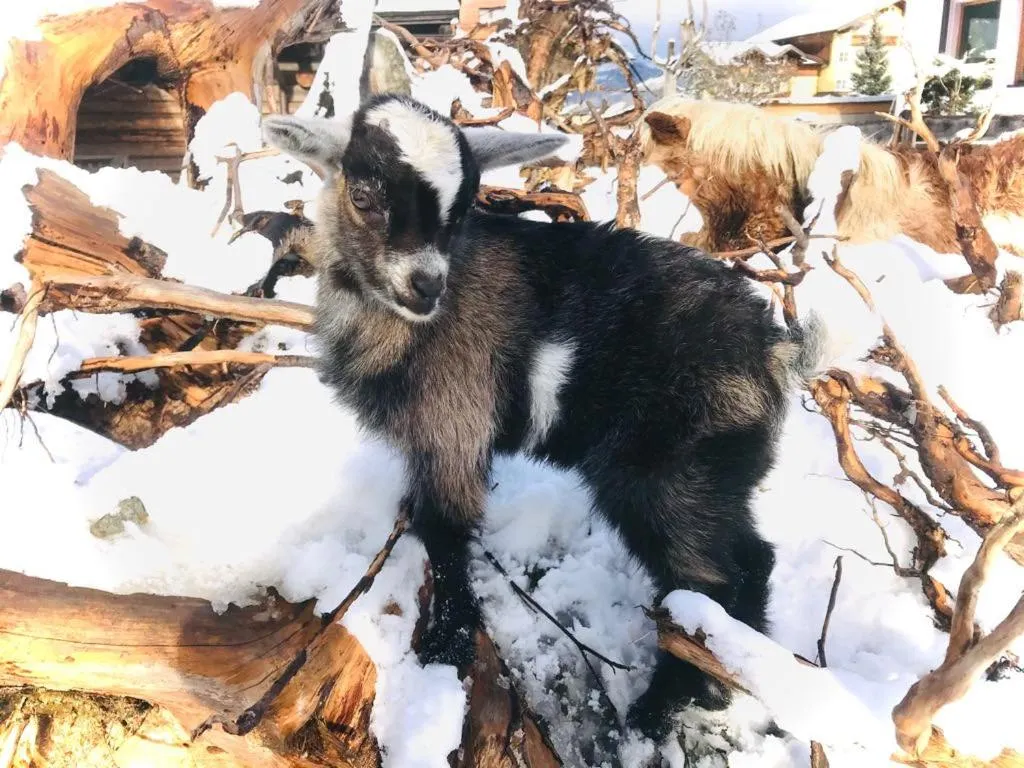 Sieglhub Chalets - Appartements - Hotel