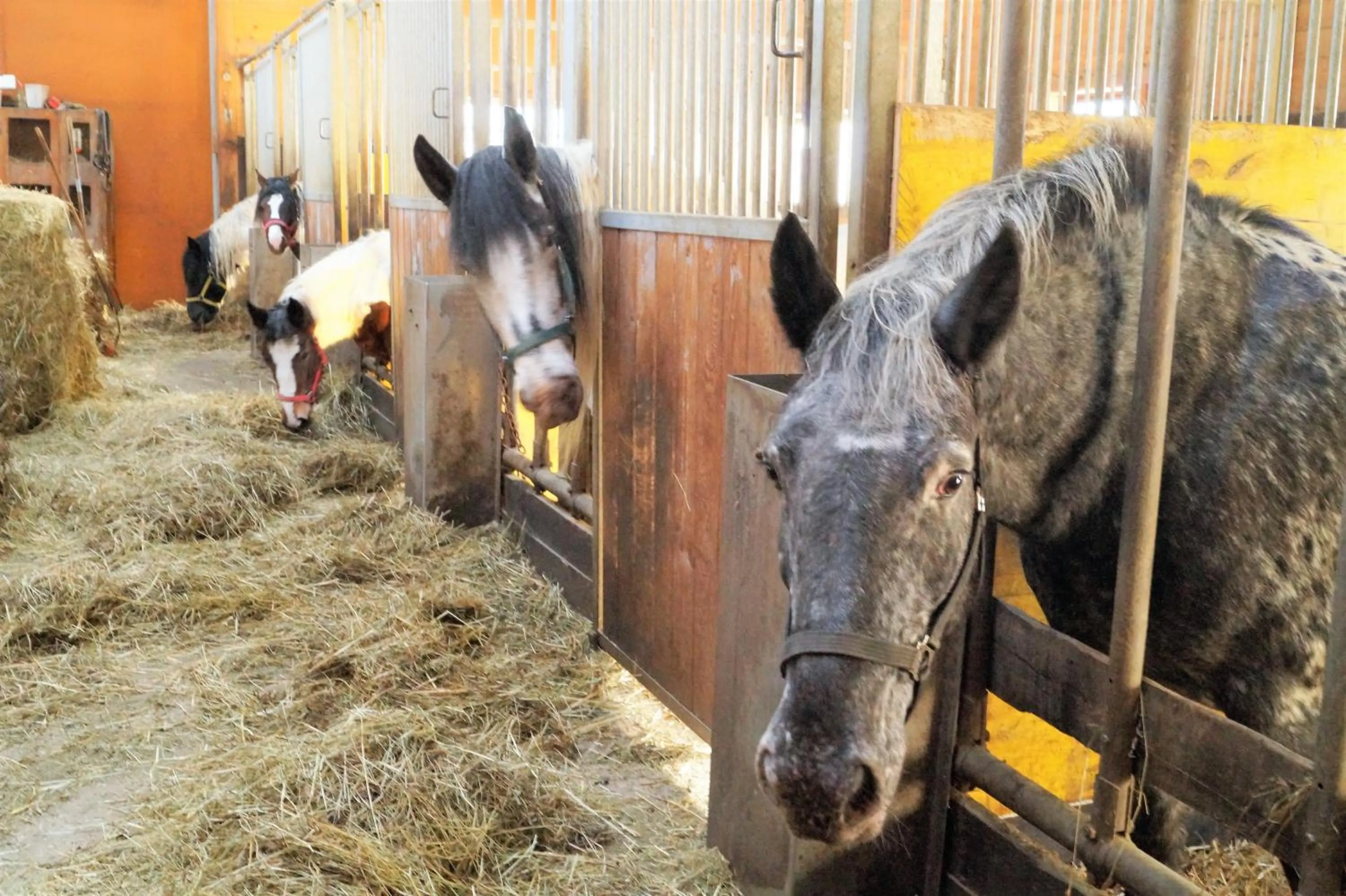 Horse-riding in Sieglhub Chalets - Appartements - Hotel