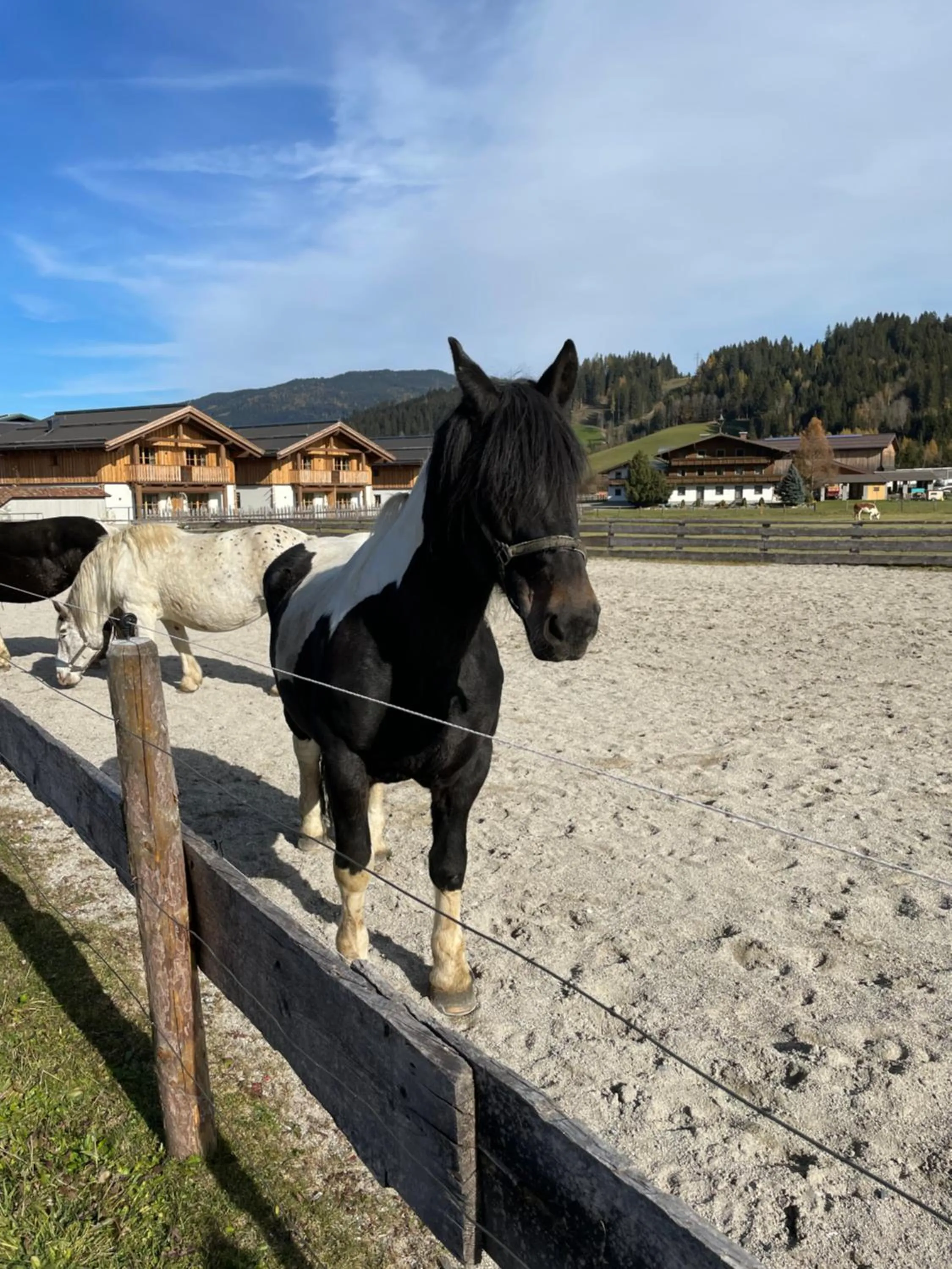 Animals in Sieglhub Chalets - Appartements - Hotel