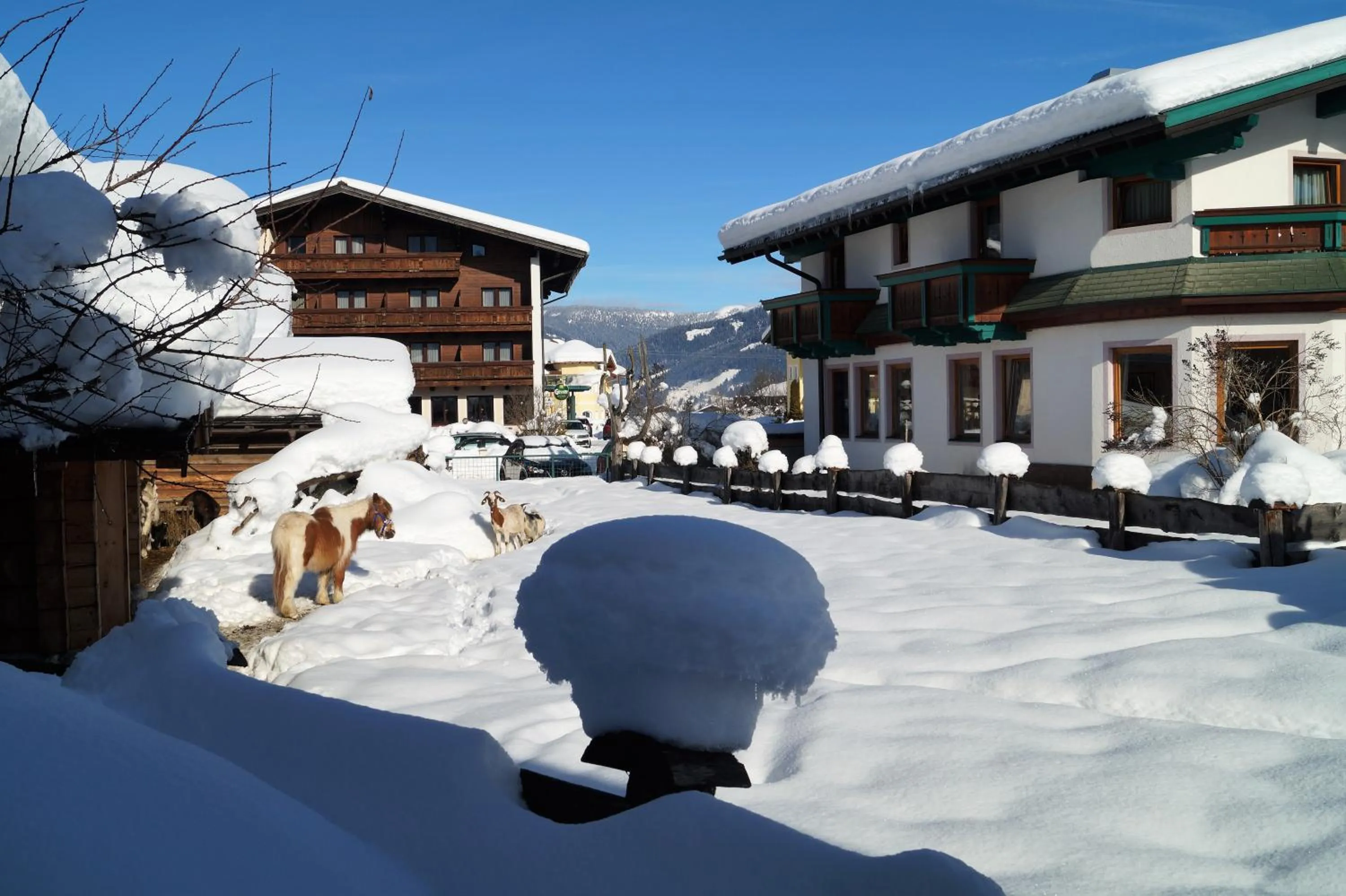 Animals in Sieglhub Chalets - Appartements - Hotel