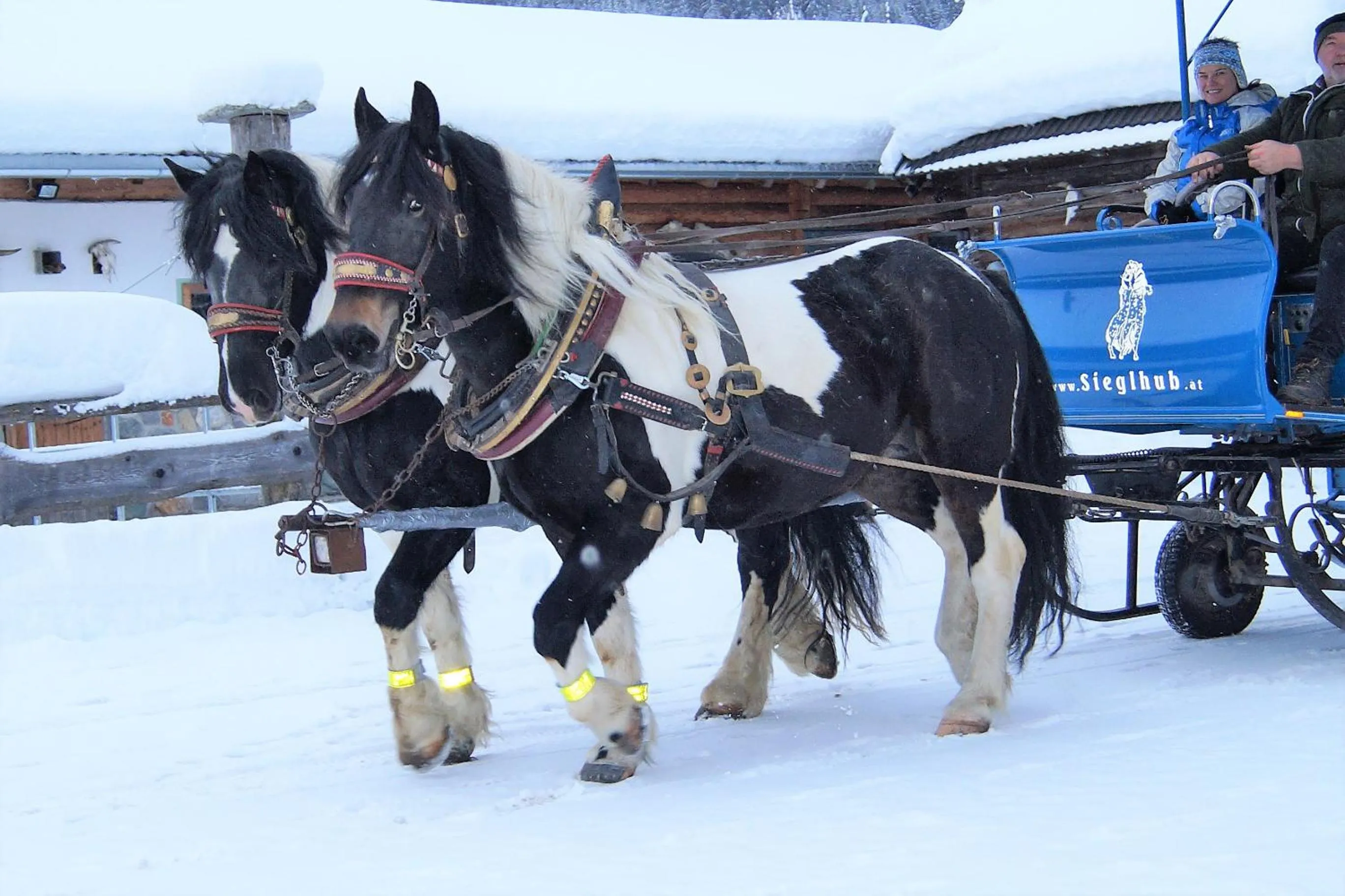 Animals in Sieglhub Chalets - Appartements - Hotel