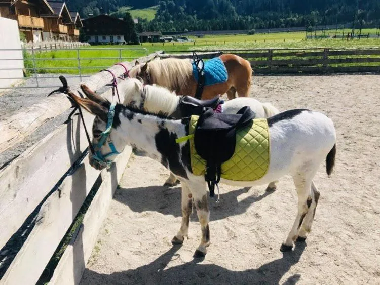 Sieglhub Chalets - Appartements - Hotel