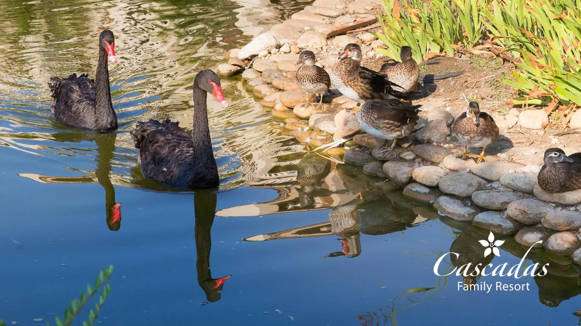 Garden in Cascadas Family Resort