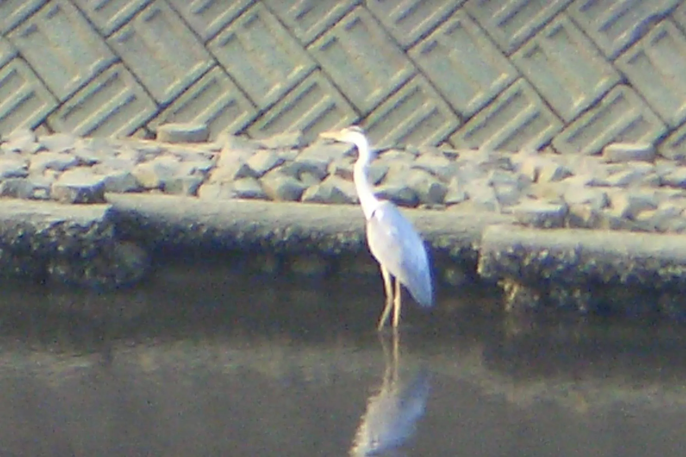 Other in Family Ryokan Kawakyu with Showa Retro, private hot spring