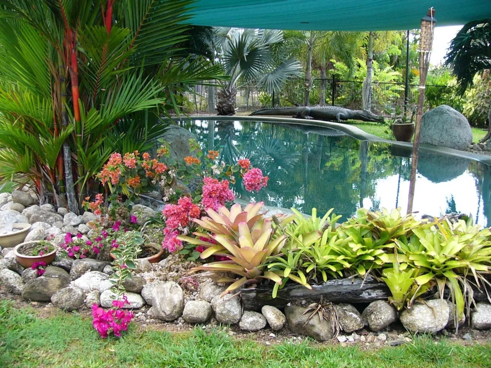 Swimming pool in Daintree Wild Bed & Breakfast