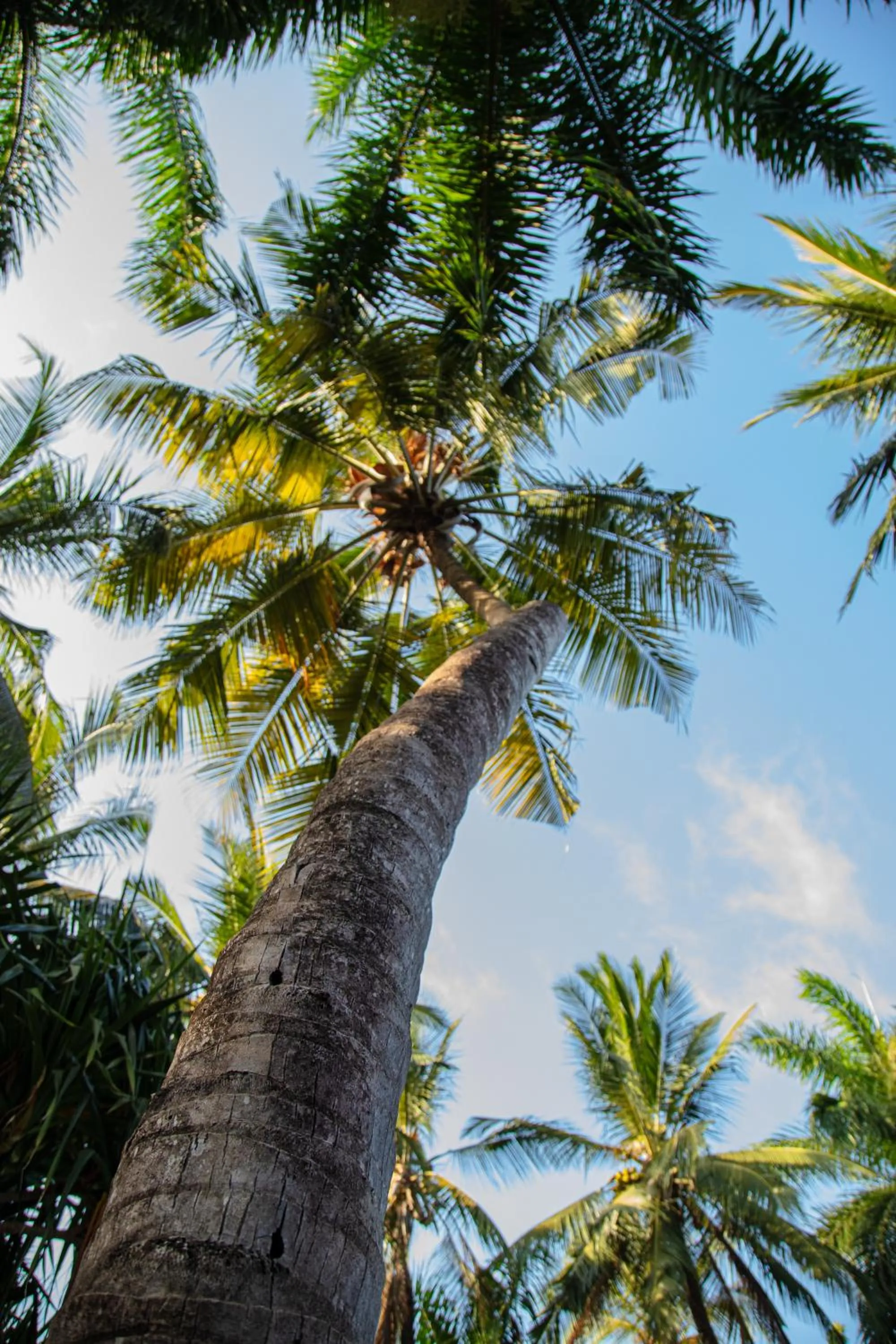 Garden view in African House Resort