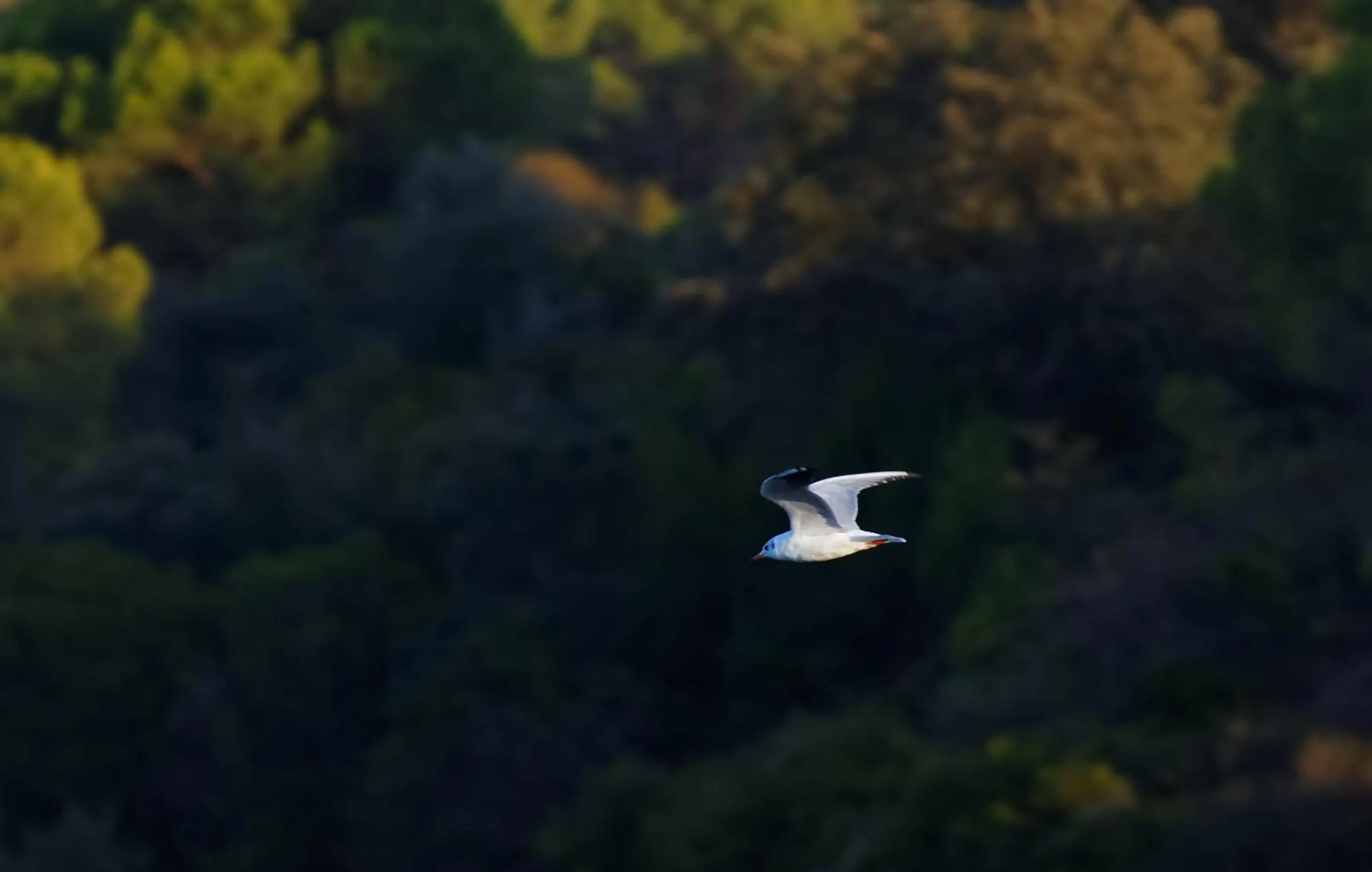 Animals in Vale do Gaio Hotel