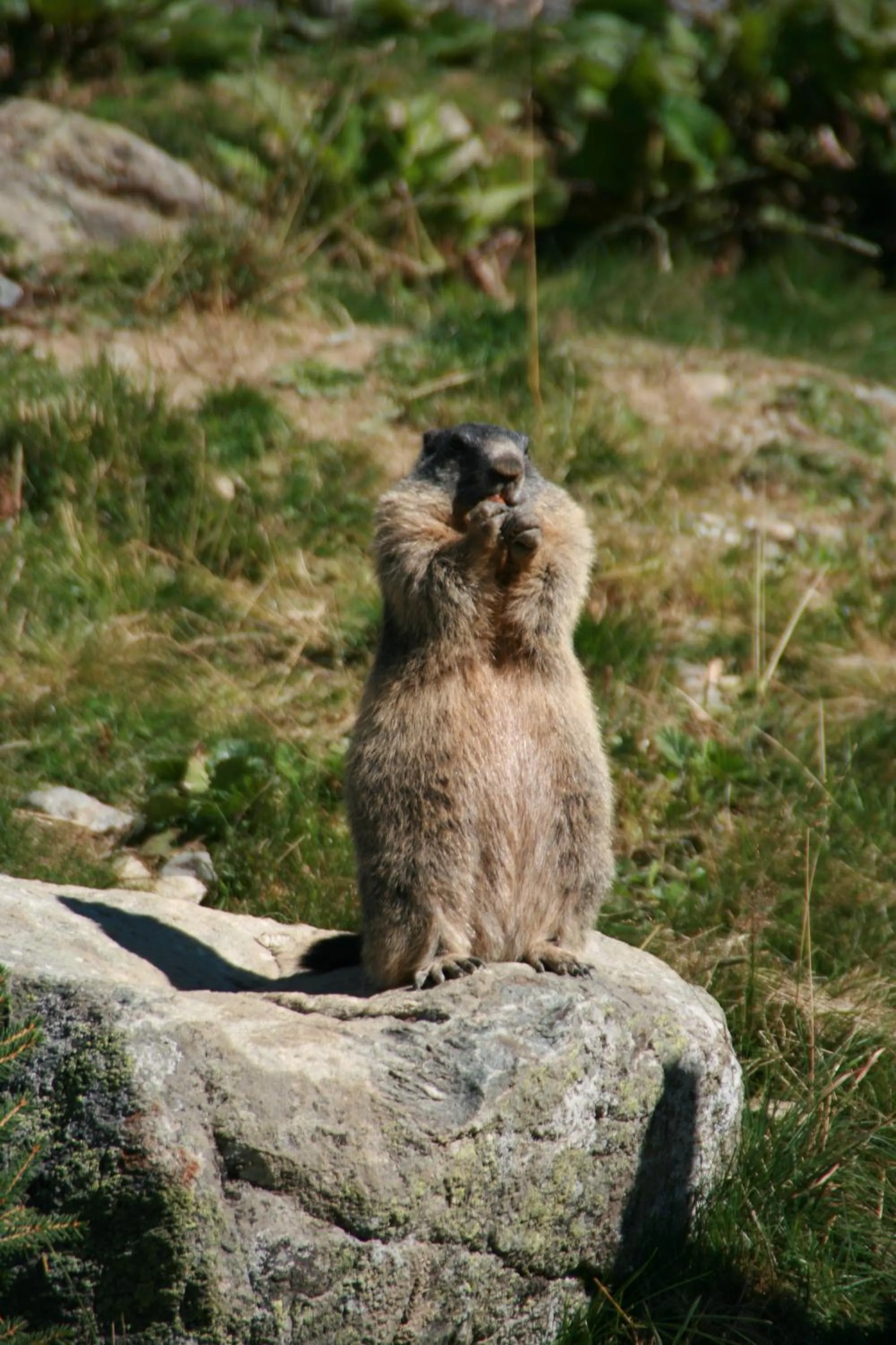 Appartement Sunnleitn