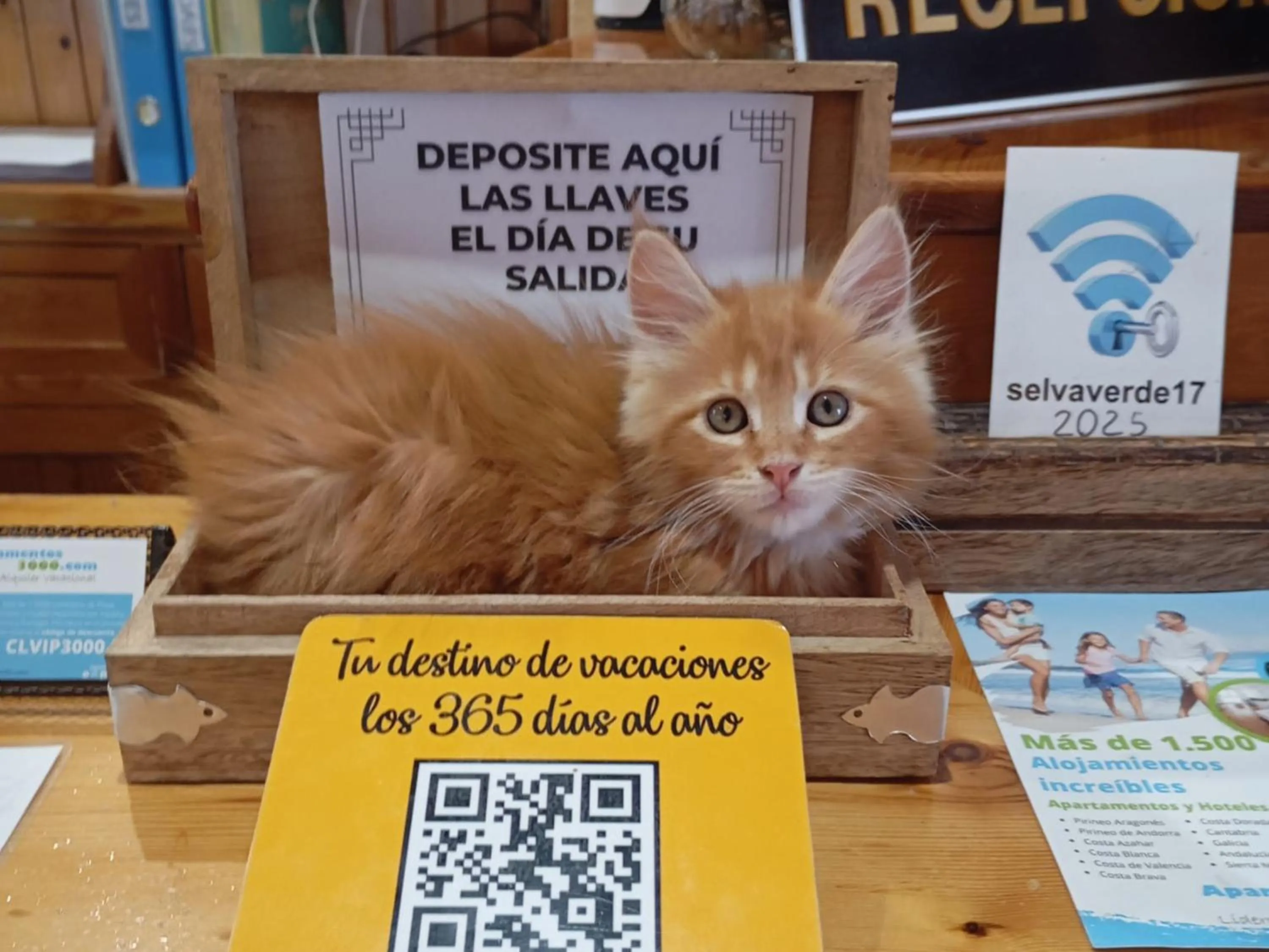 Pets in Hotel Casa Morlans 3000