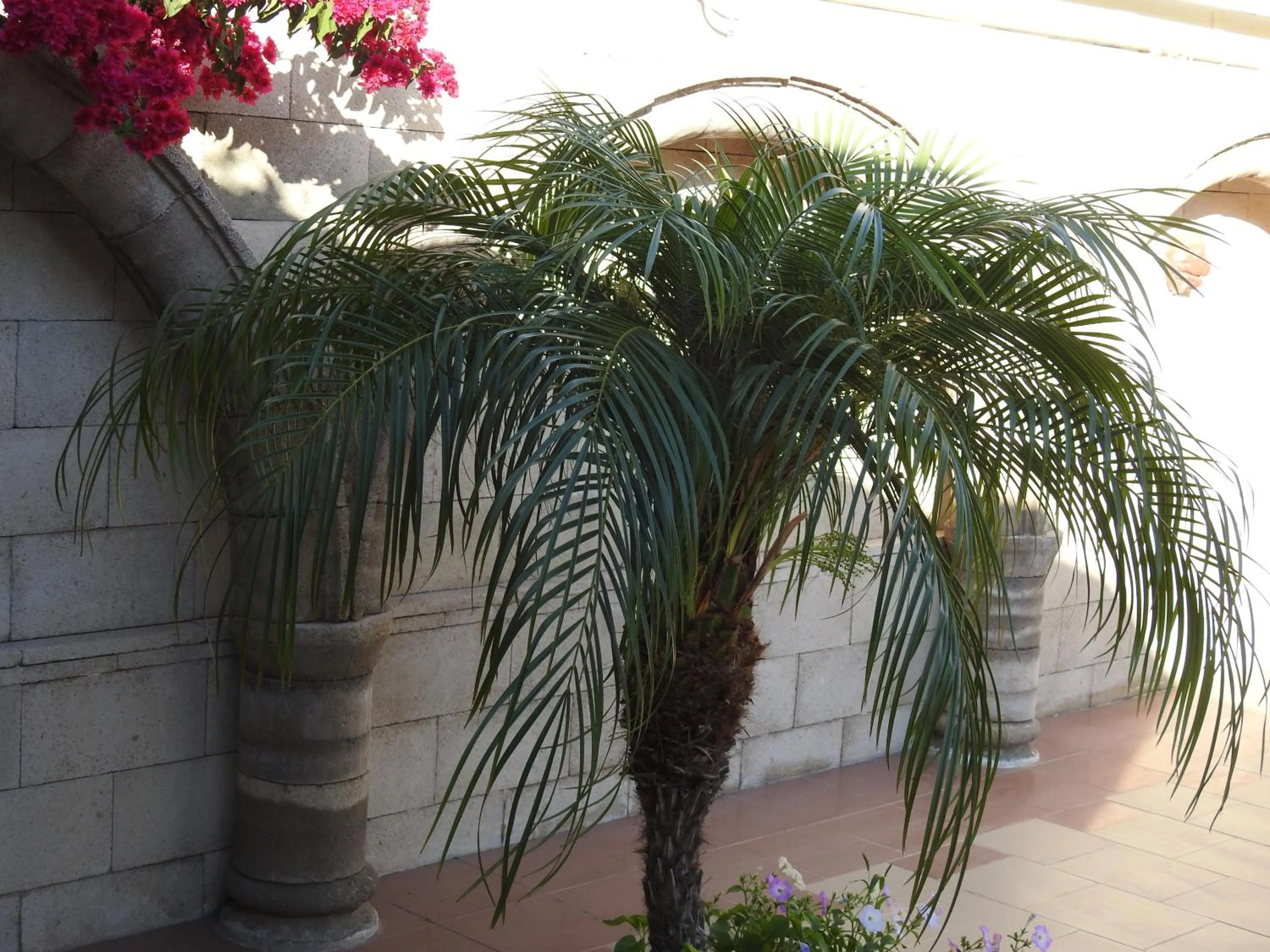 Garden in Nikos Ikies