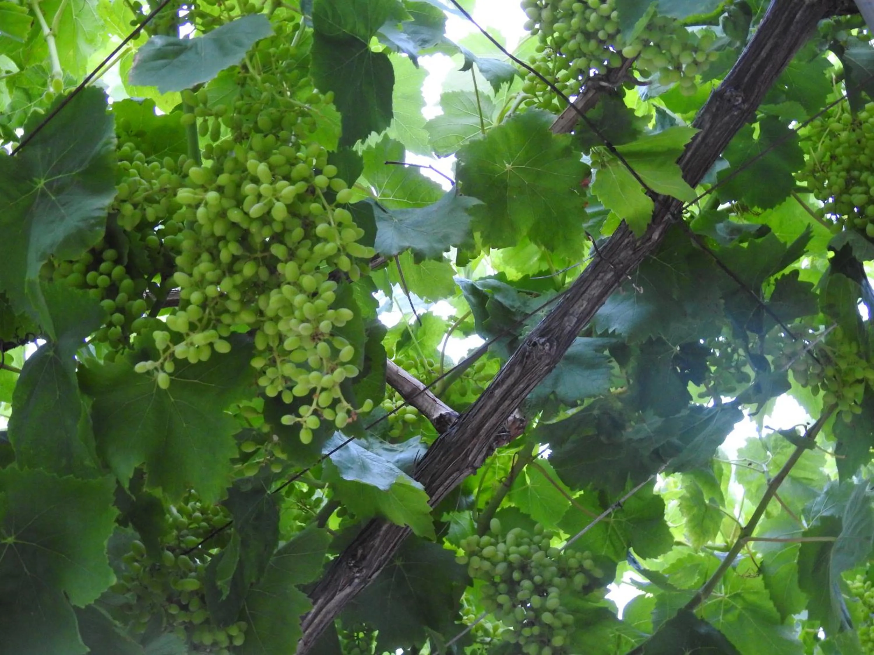 Garden in Nikos Ikies