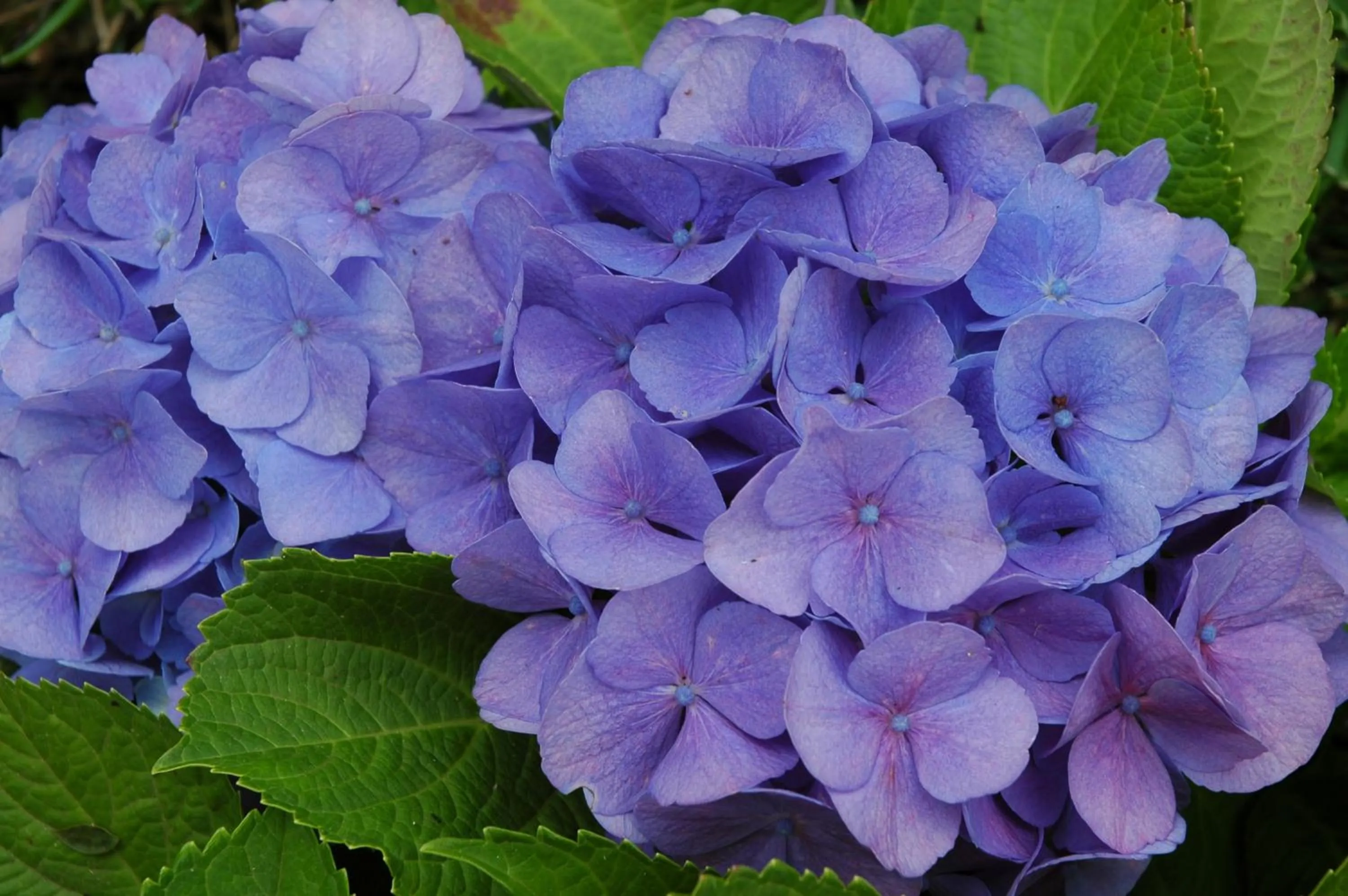 Garden in Quinta da Bela Vista