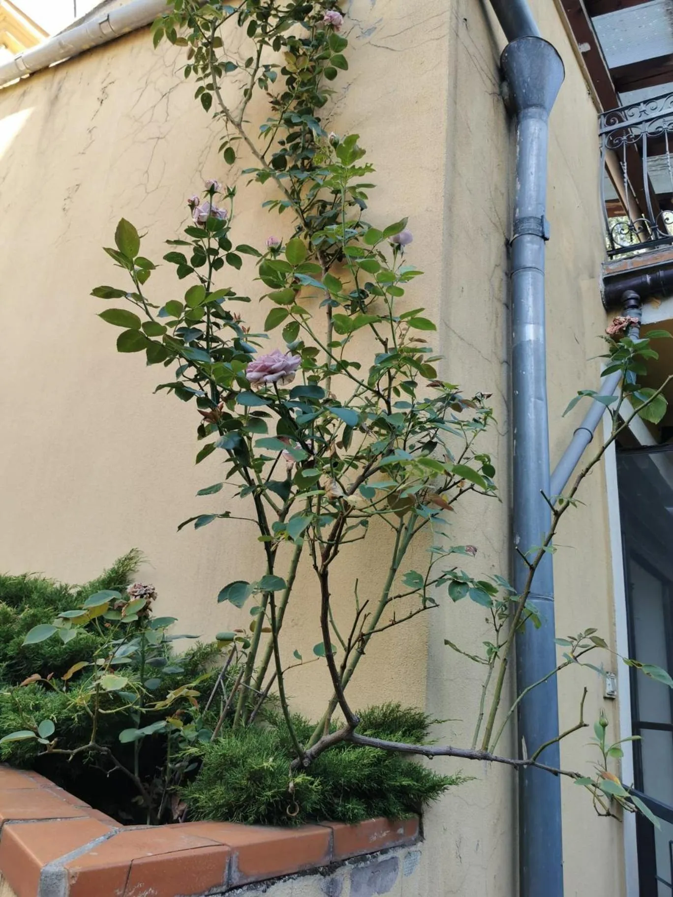 Facade/entrance in Prince Residence Apartments