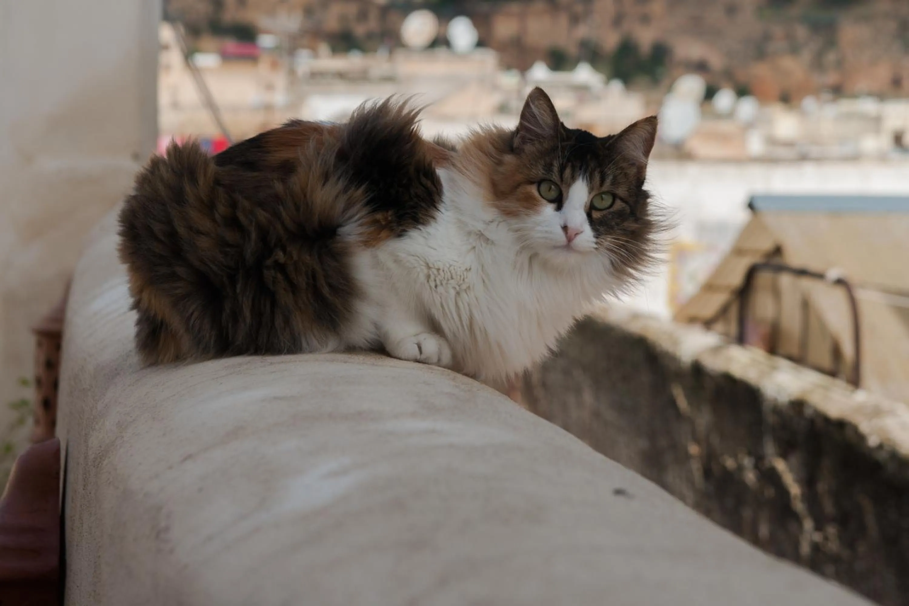 City view in Dar El Bali