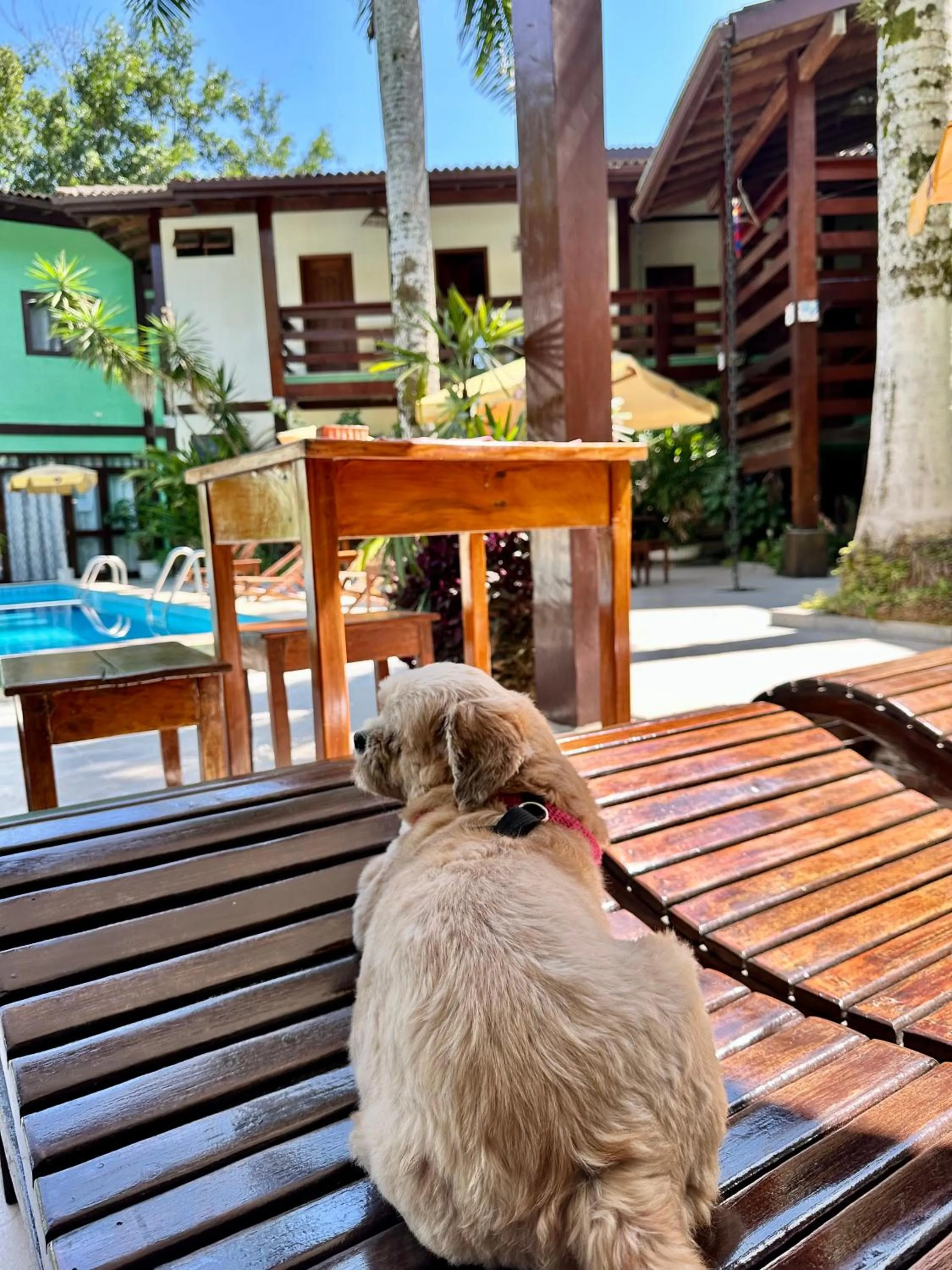 Pets in Recanto Verde Praia Hotel Juquehy