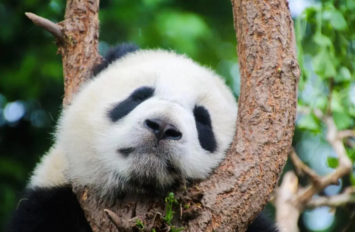 Nearby landmark in Holiday Inn Chengdu Oriental Plaza