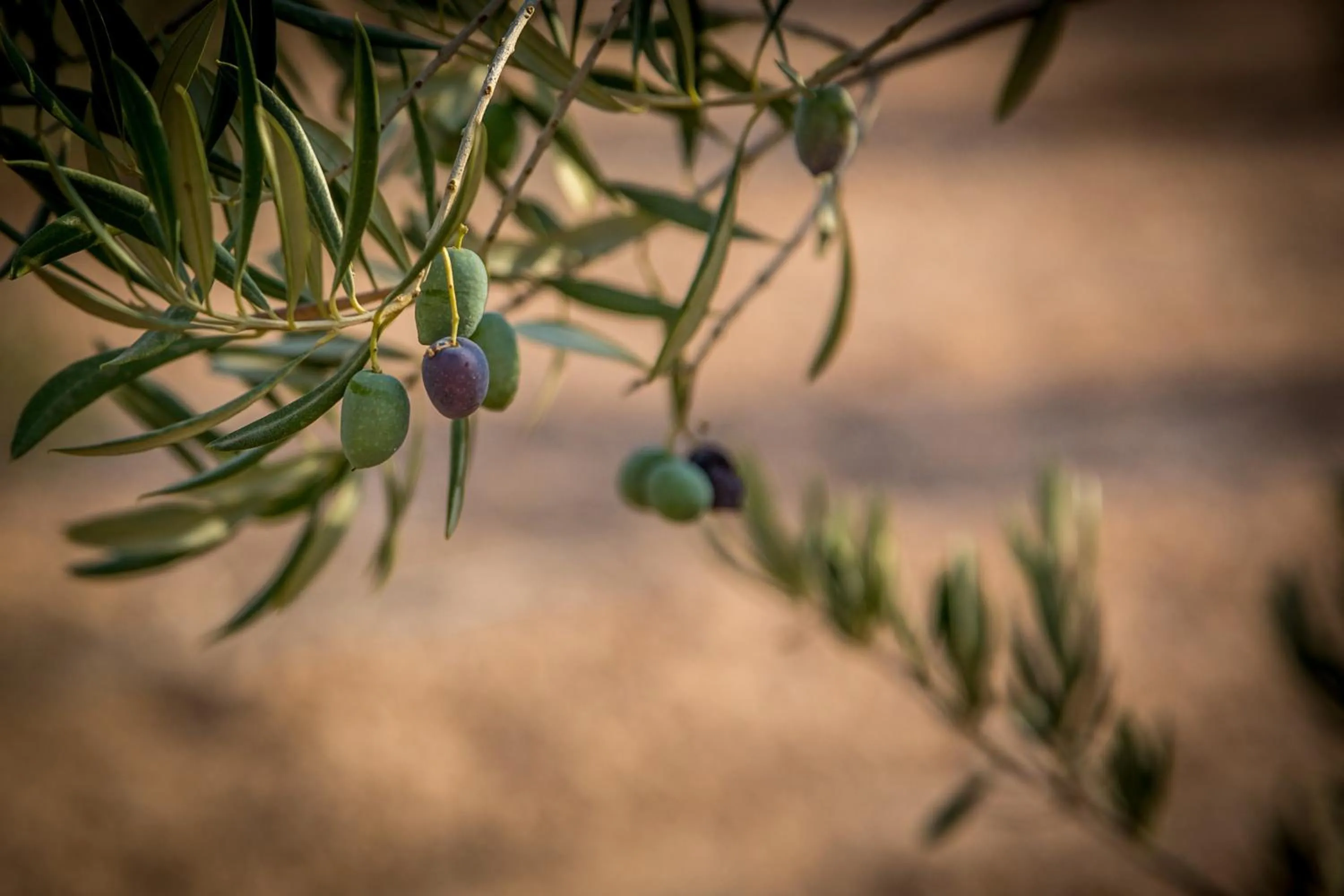 Finca Tres Molinos B&B