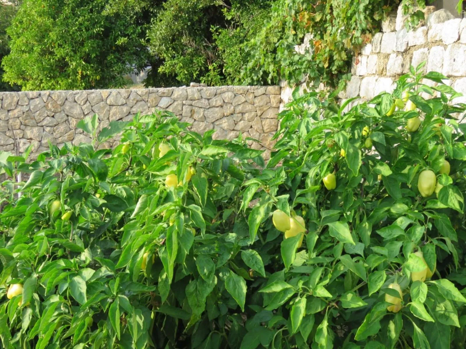 Vila Mozara
