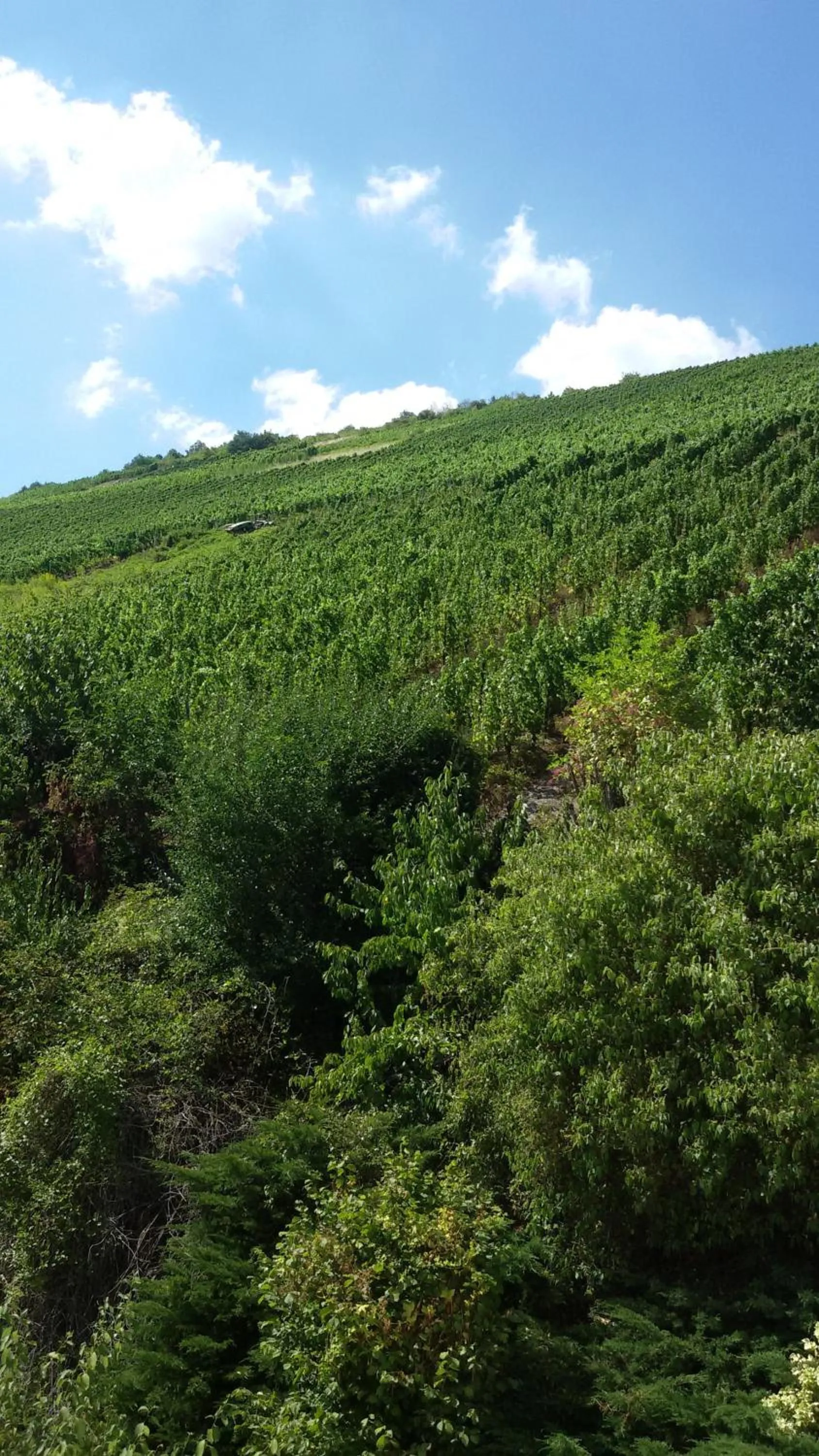 Other in Hotel Pension Winzerhaus