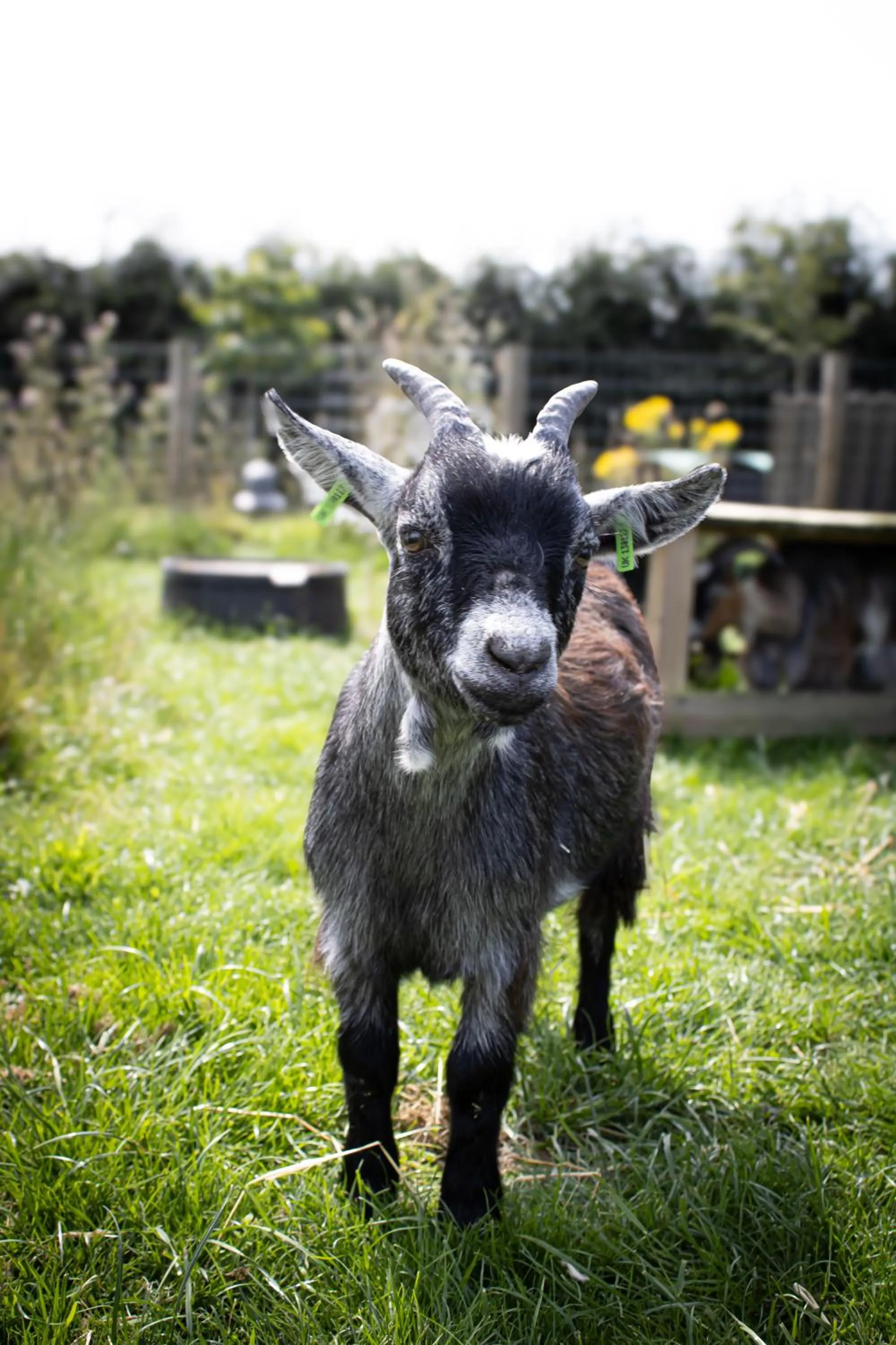 Animals in Home Farm & Lodge