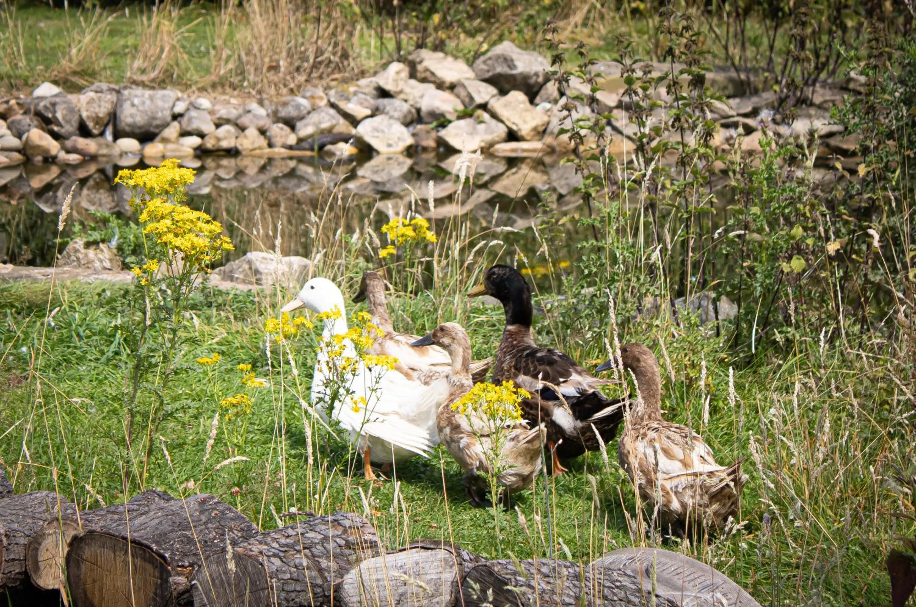 Animals in Home Farm & Lodge