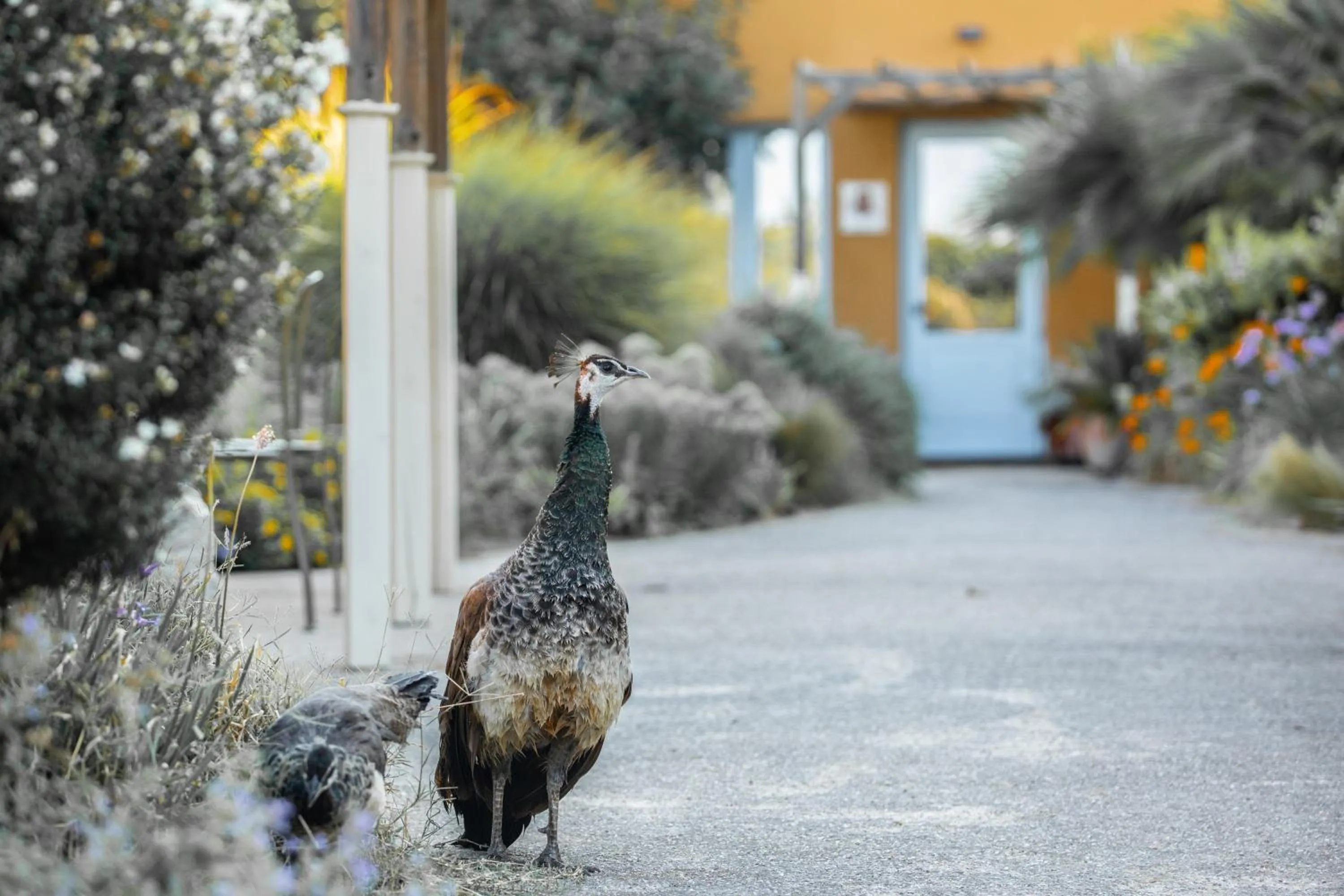 Animals in Aquae Sinis Albergo Diffuso