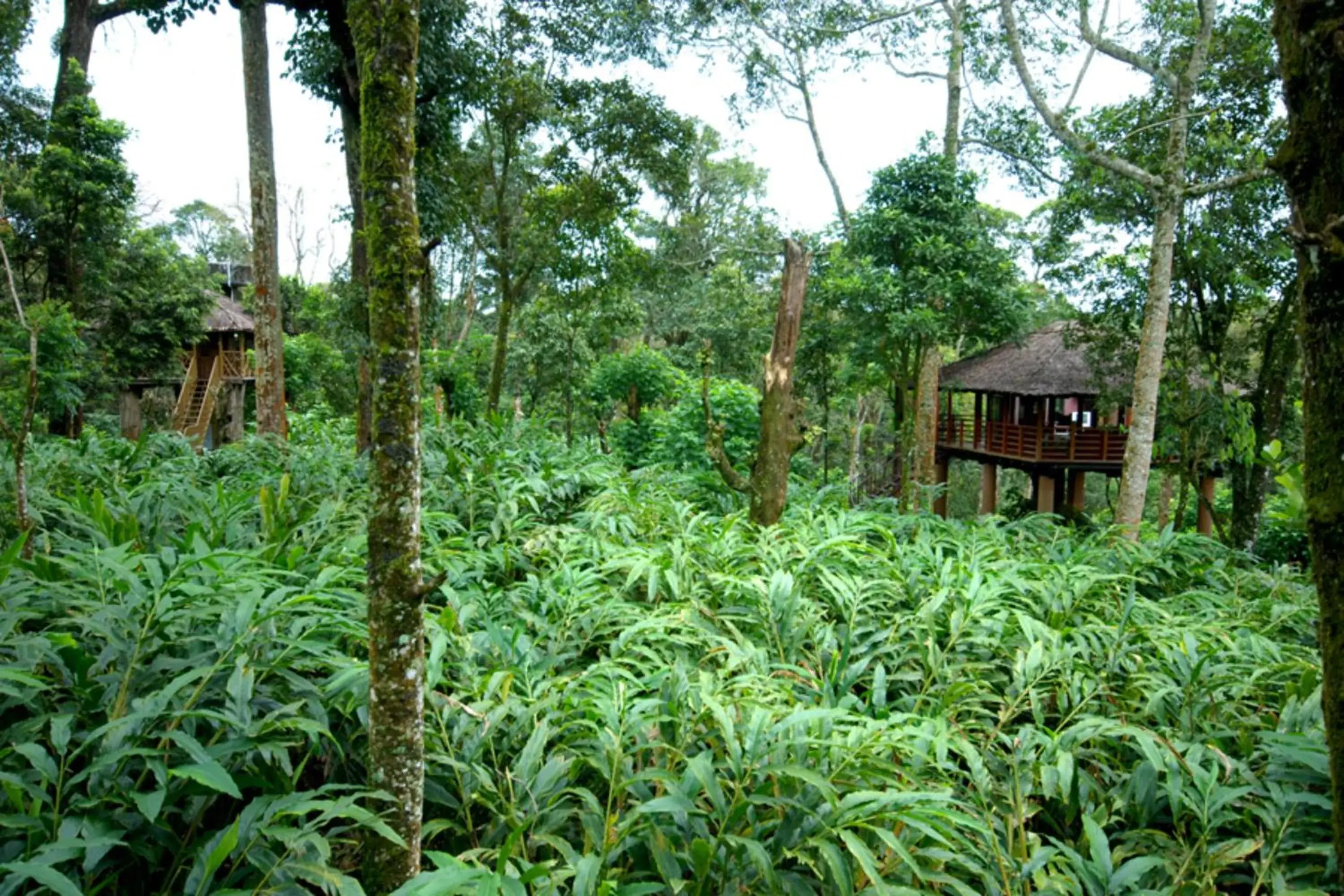 View (from property/room) in Carmelia Haven Resort Thekkady View (from property/room) in Carmelia Haven Resort Thekkady