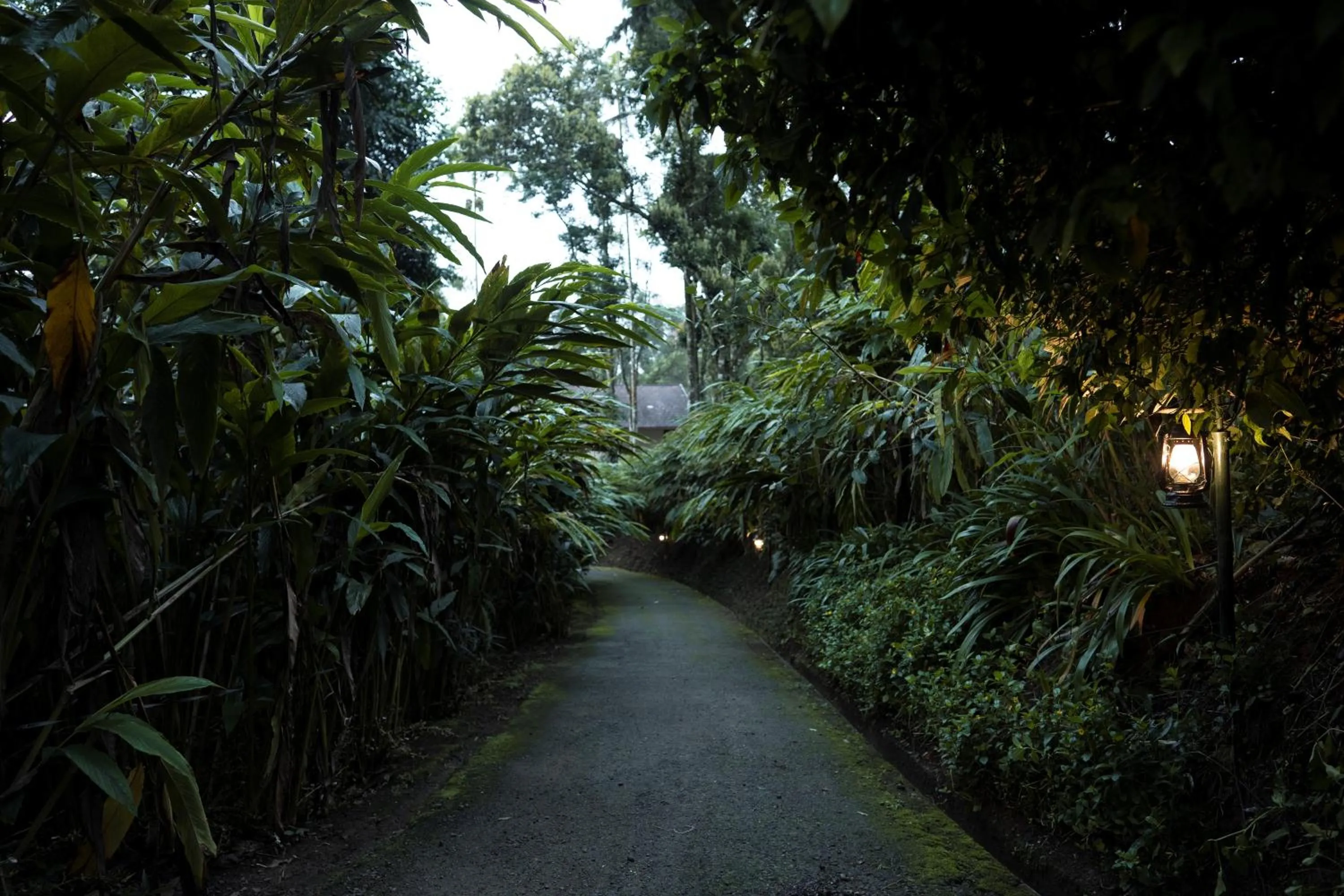 Natural landscape in Carmelia Haven Resort Thekkady