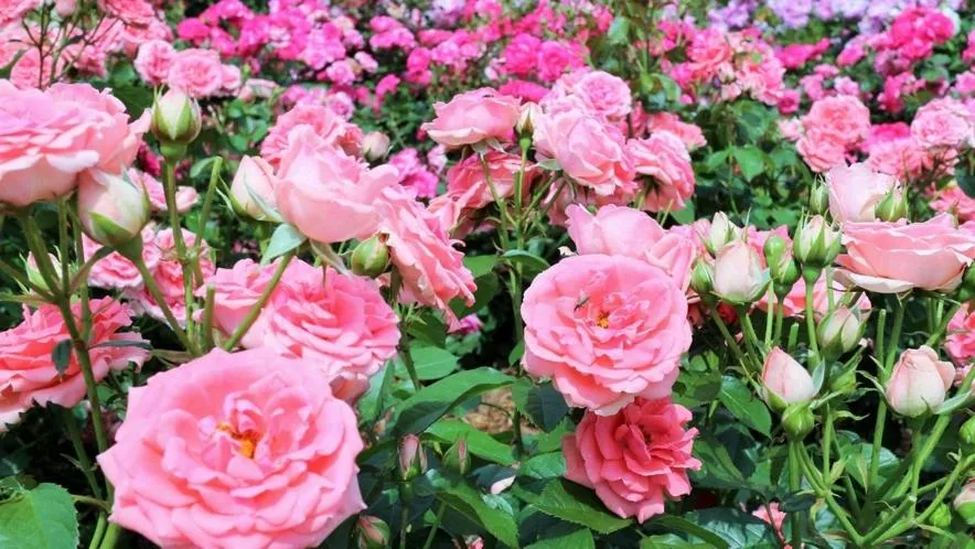 Yunoko Umi To Yuyake