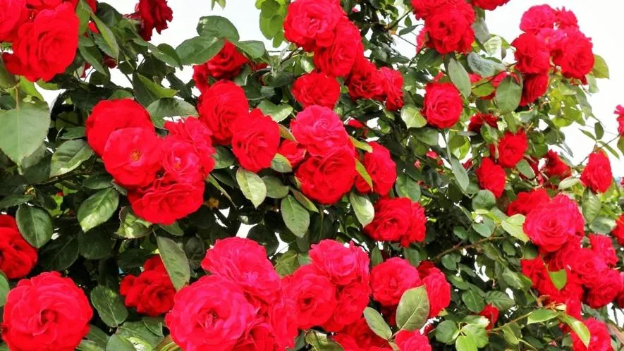 Yunoko Umi To Yuyake