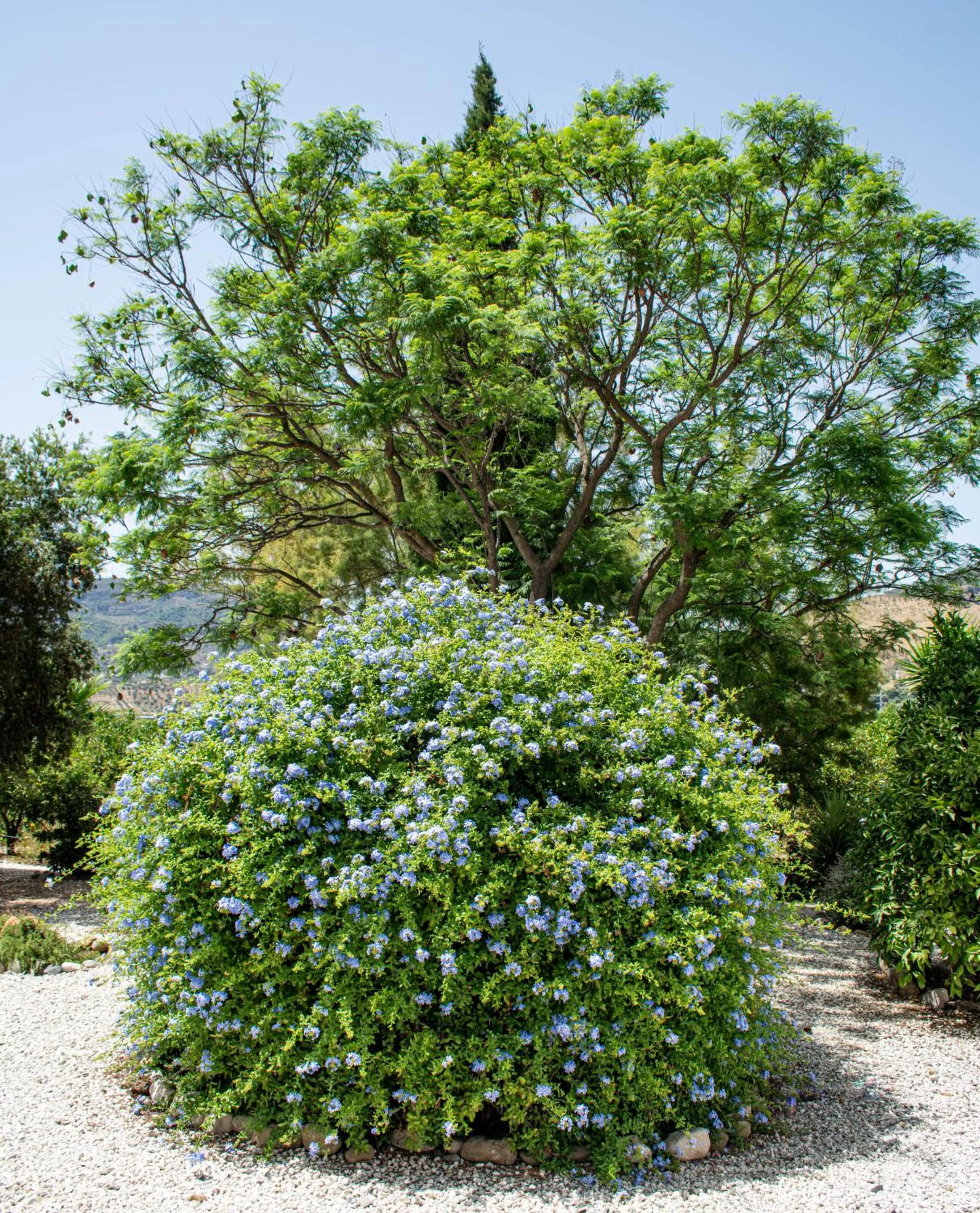 Garden in Finca El Limonar