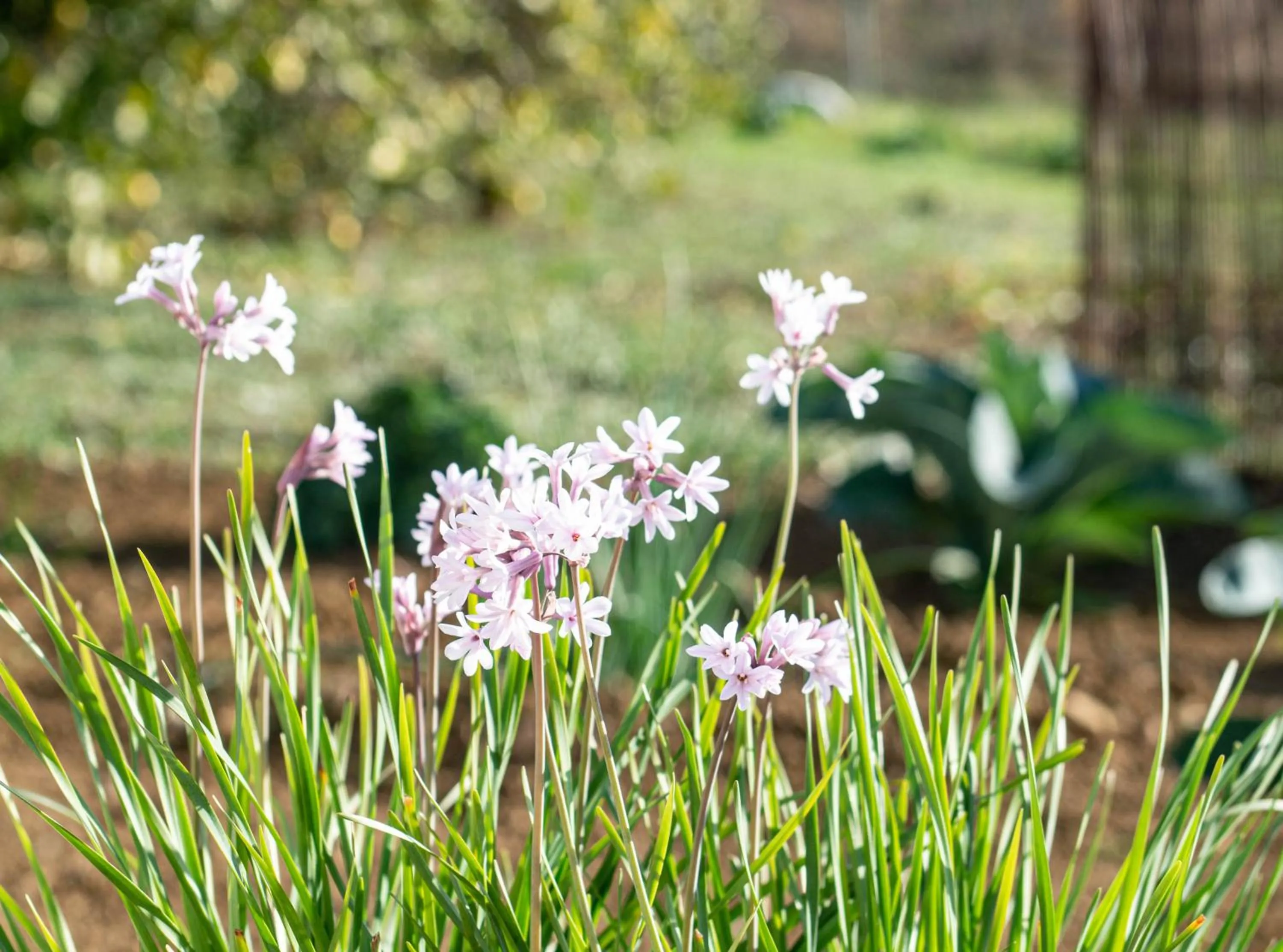 Garden in Finca El Limonar