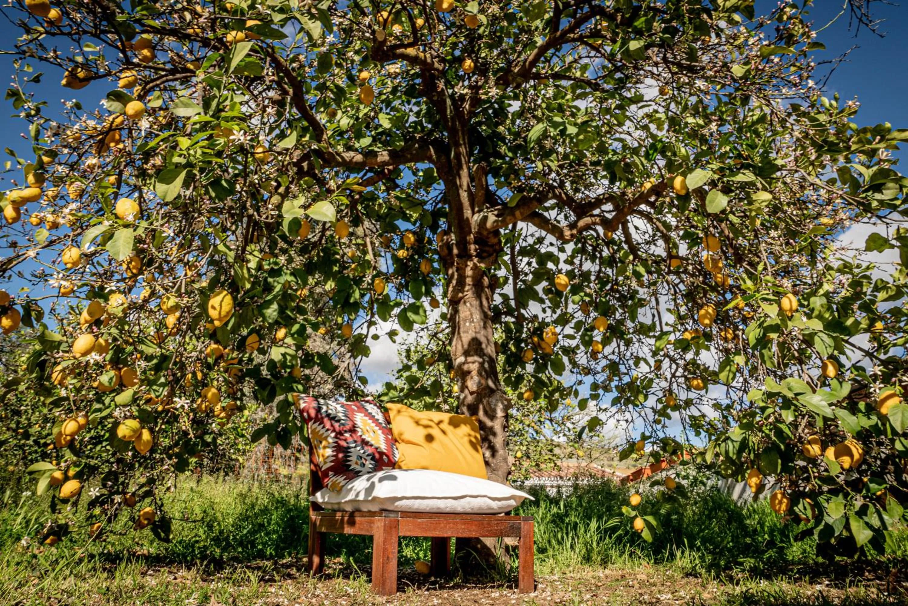 Garden in Finca El Limonar