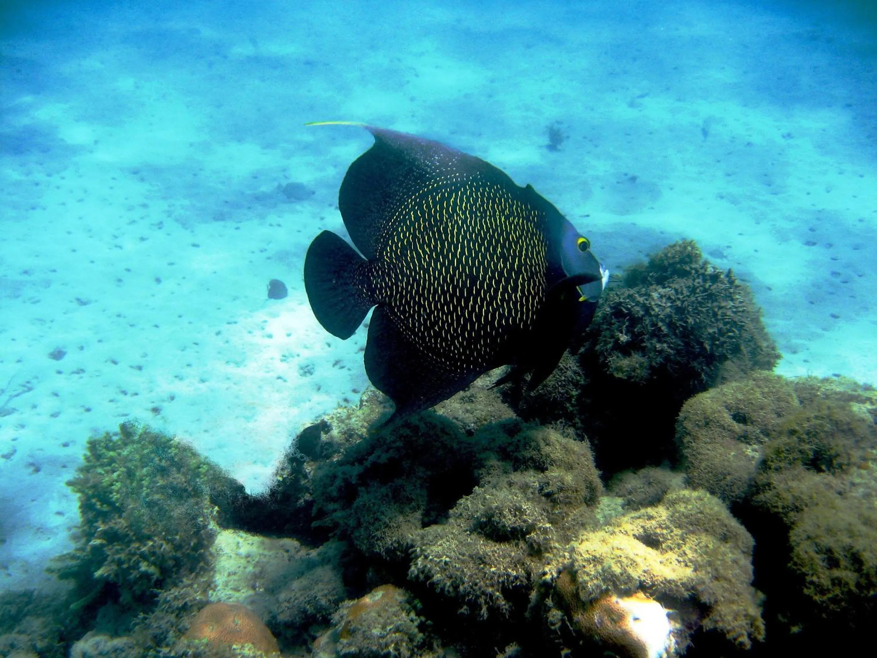 Diving in Hotel Enseada Maracajaú