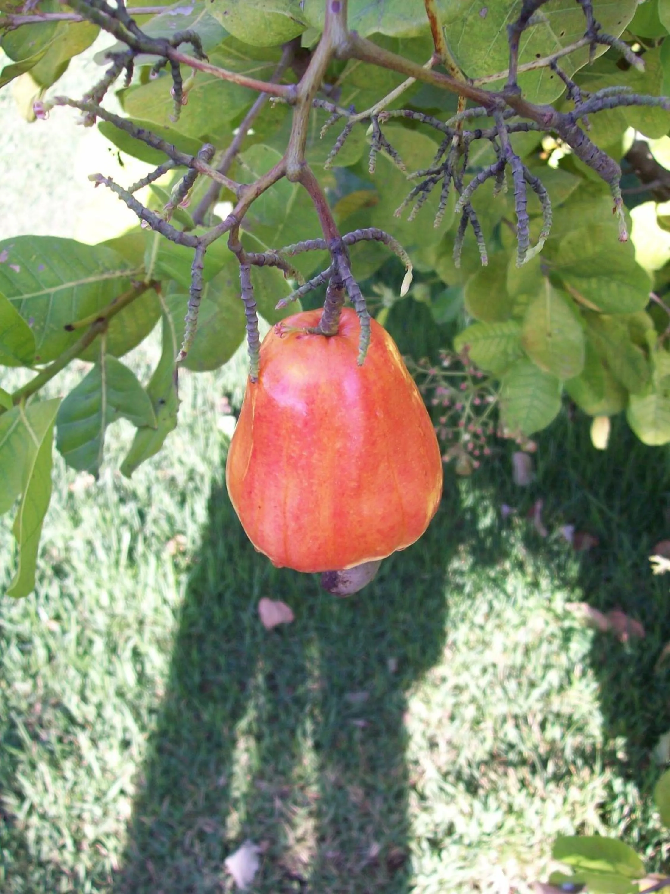 Garden in Hotel Enseada Maracajaú