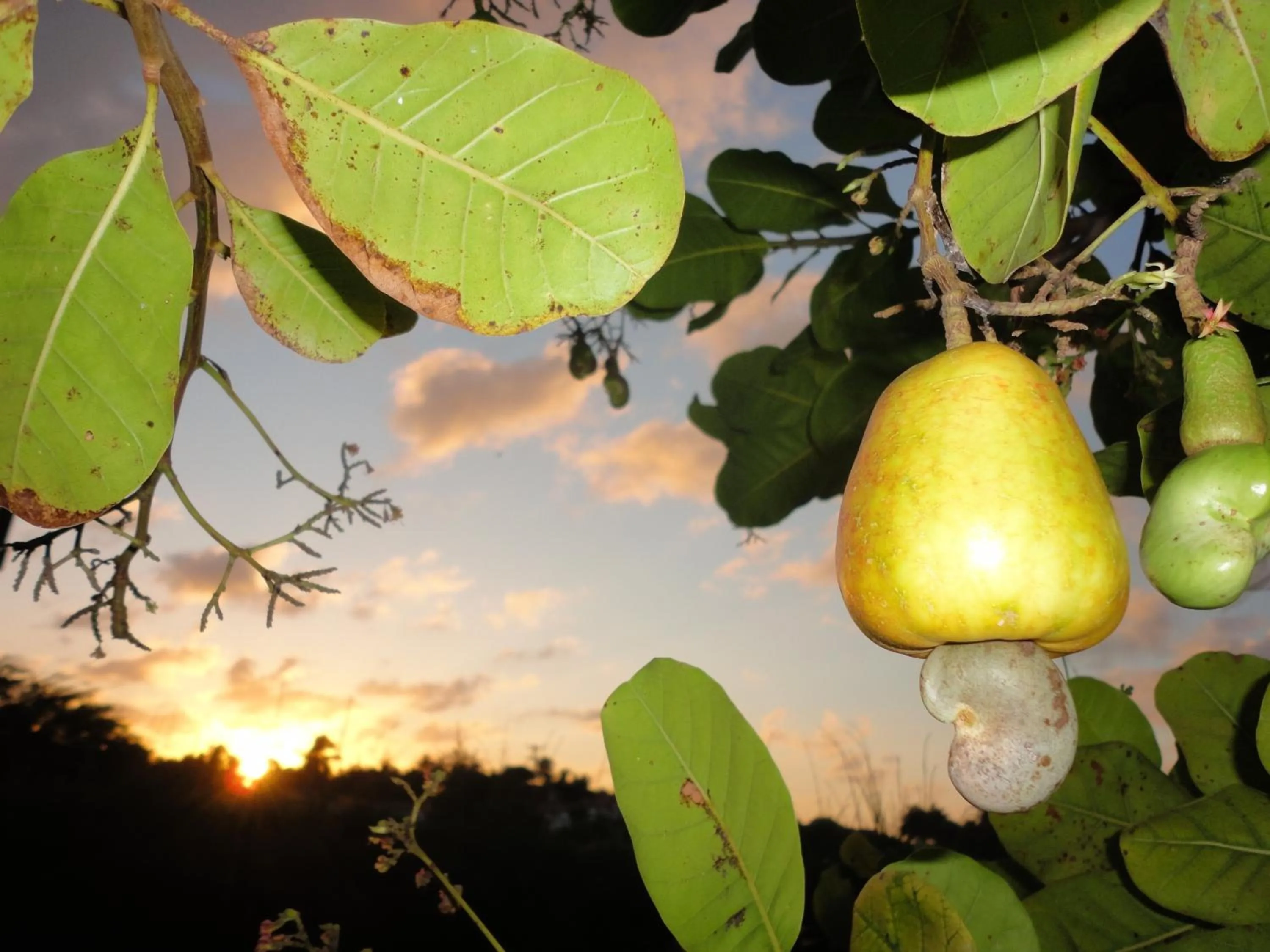 Garden in Hotel Enseada Maracajaú