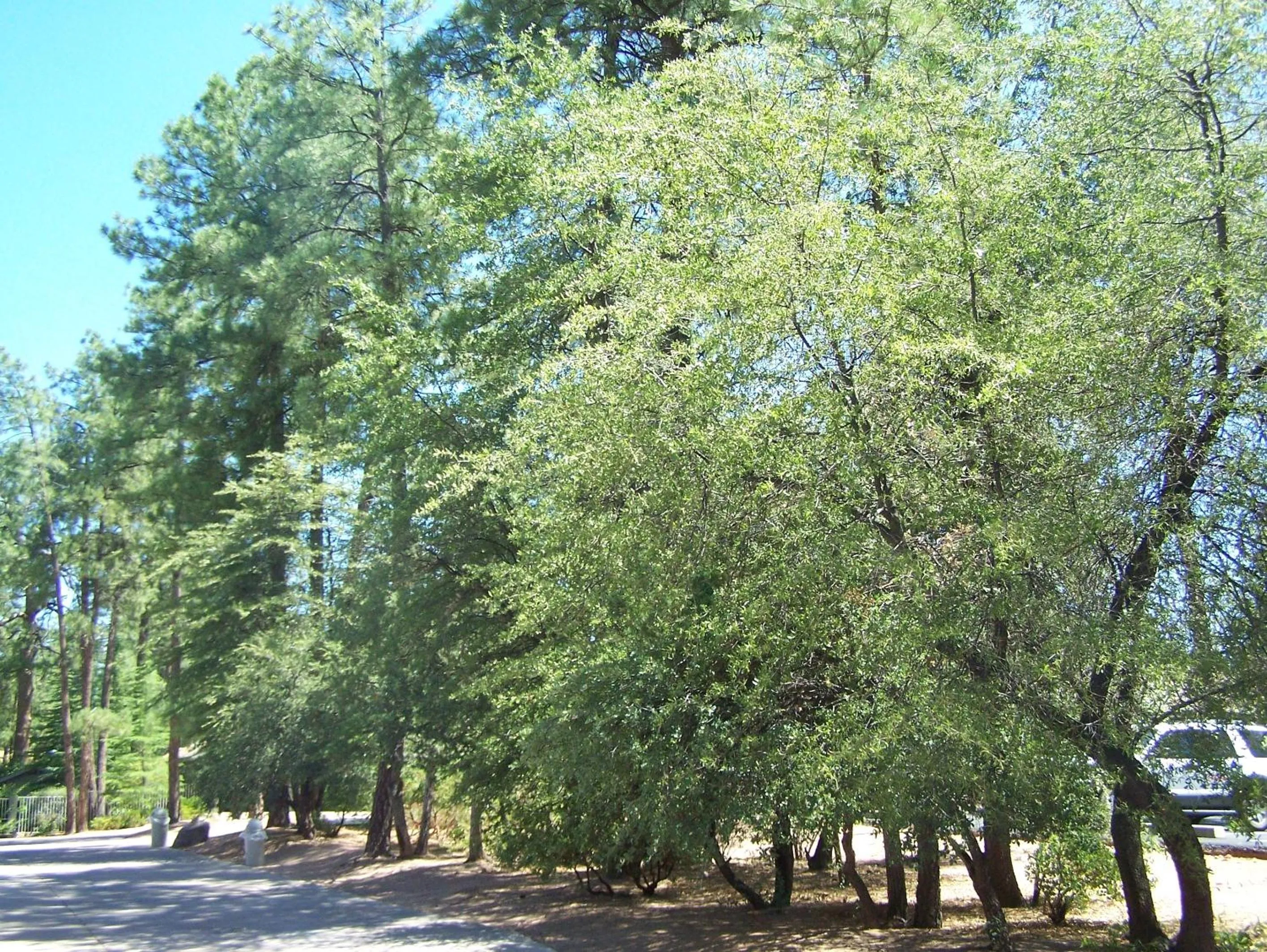 Area and facilities in Majestic Mountain Inn