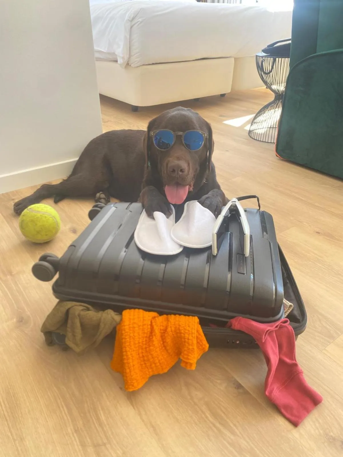 Animals in Pestana Sintra Golf Resort & SPA Hotel