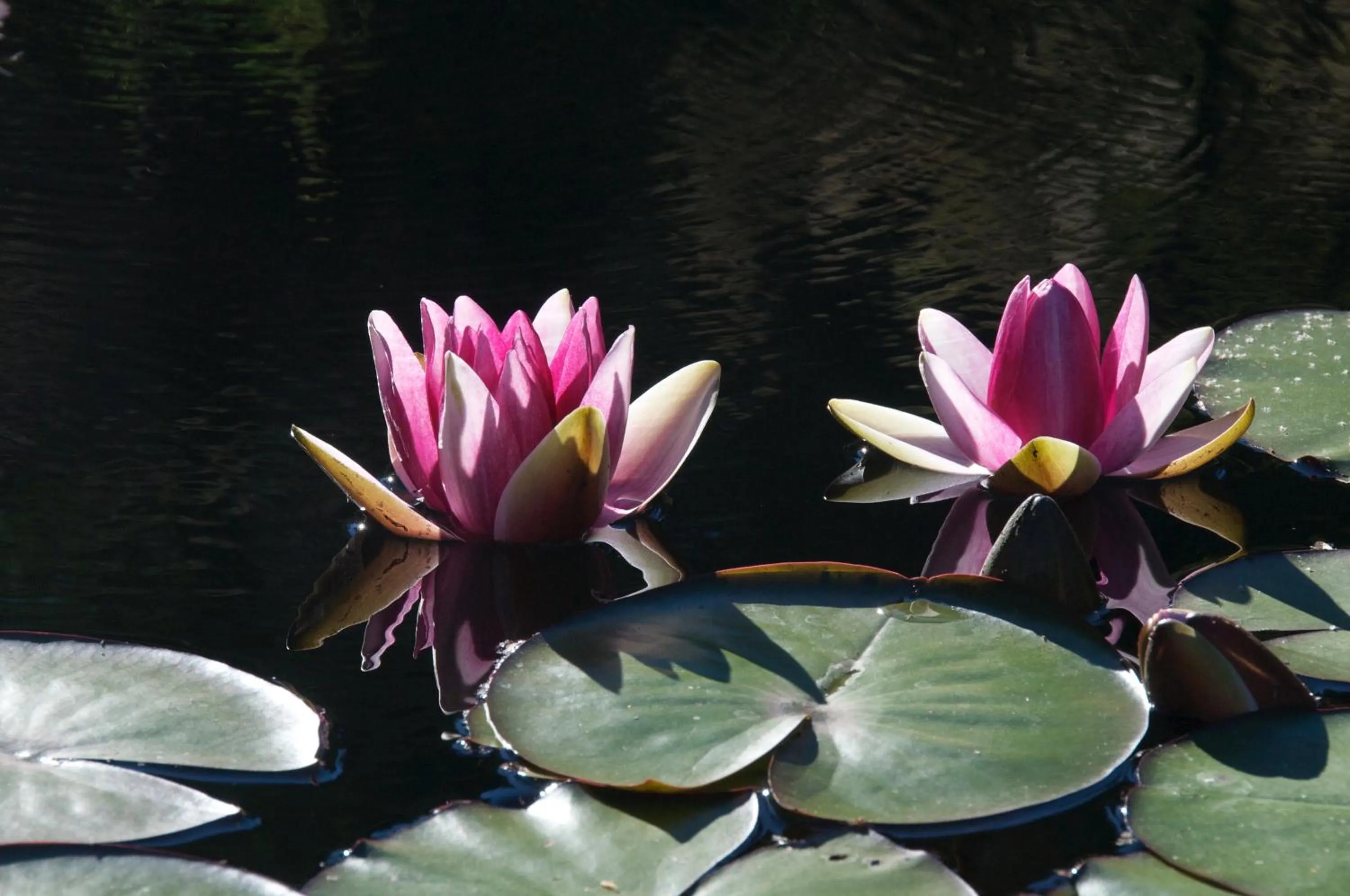 Garden, Other Animals in Wetherly Inn & Spa