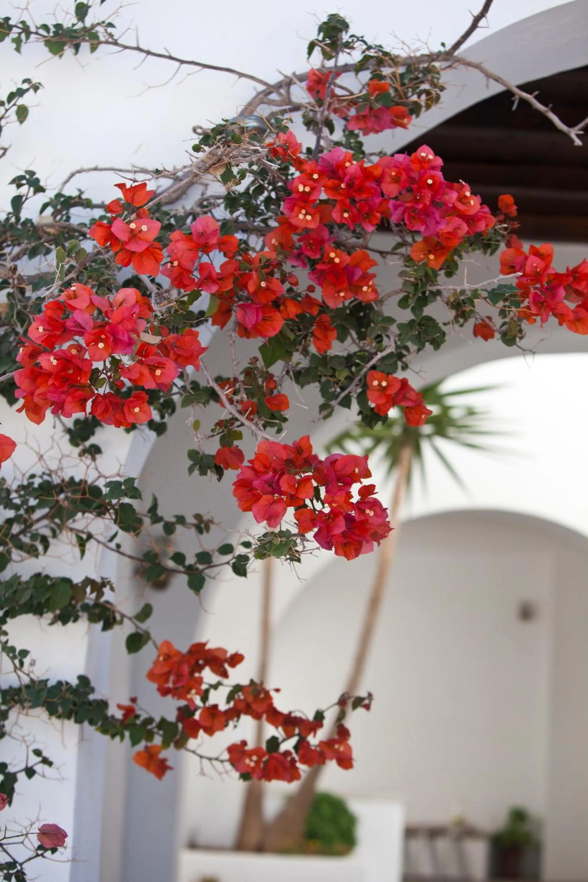 Patio in Elisso's Philoxenia